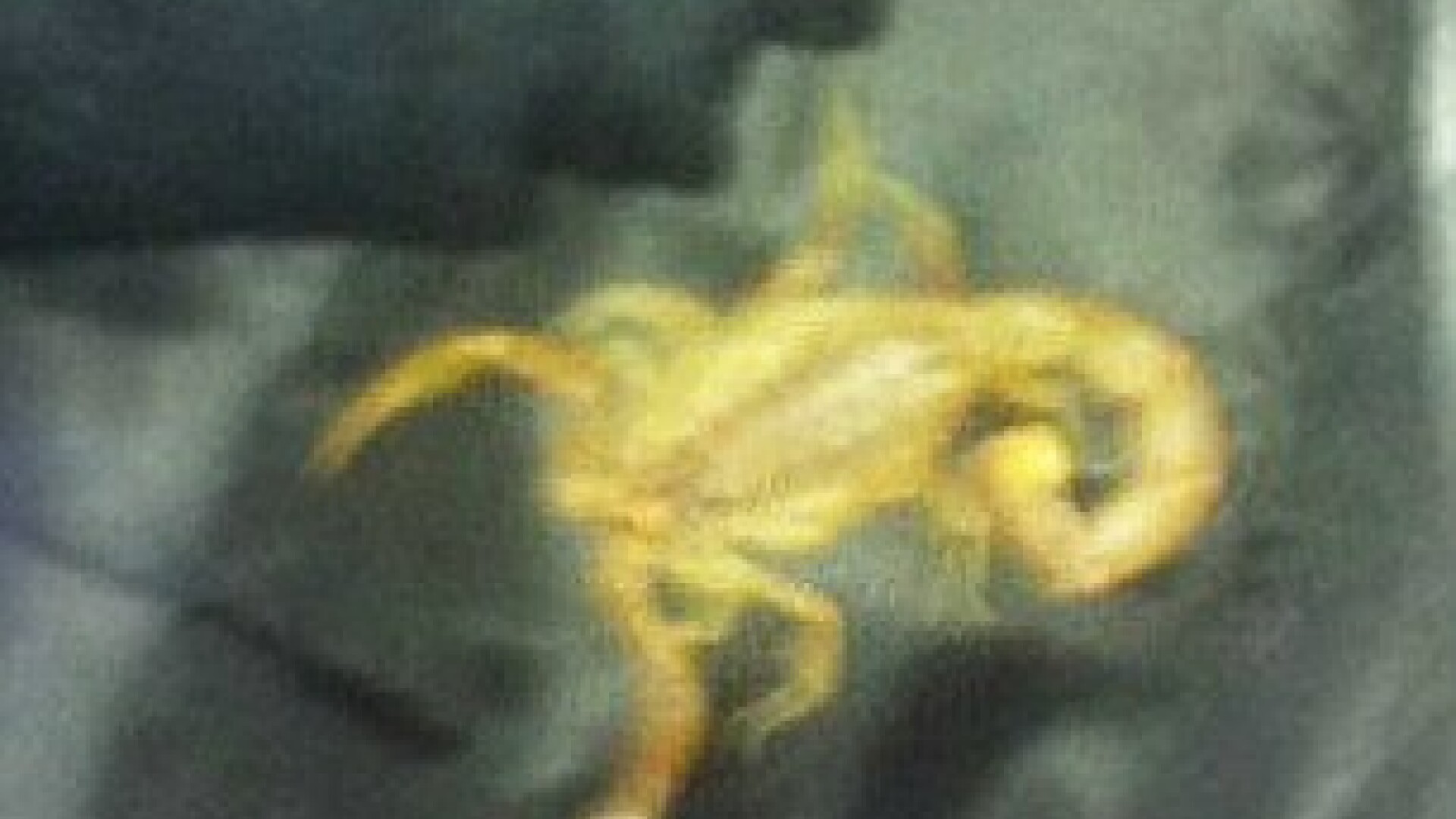 Scorpionul galben