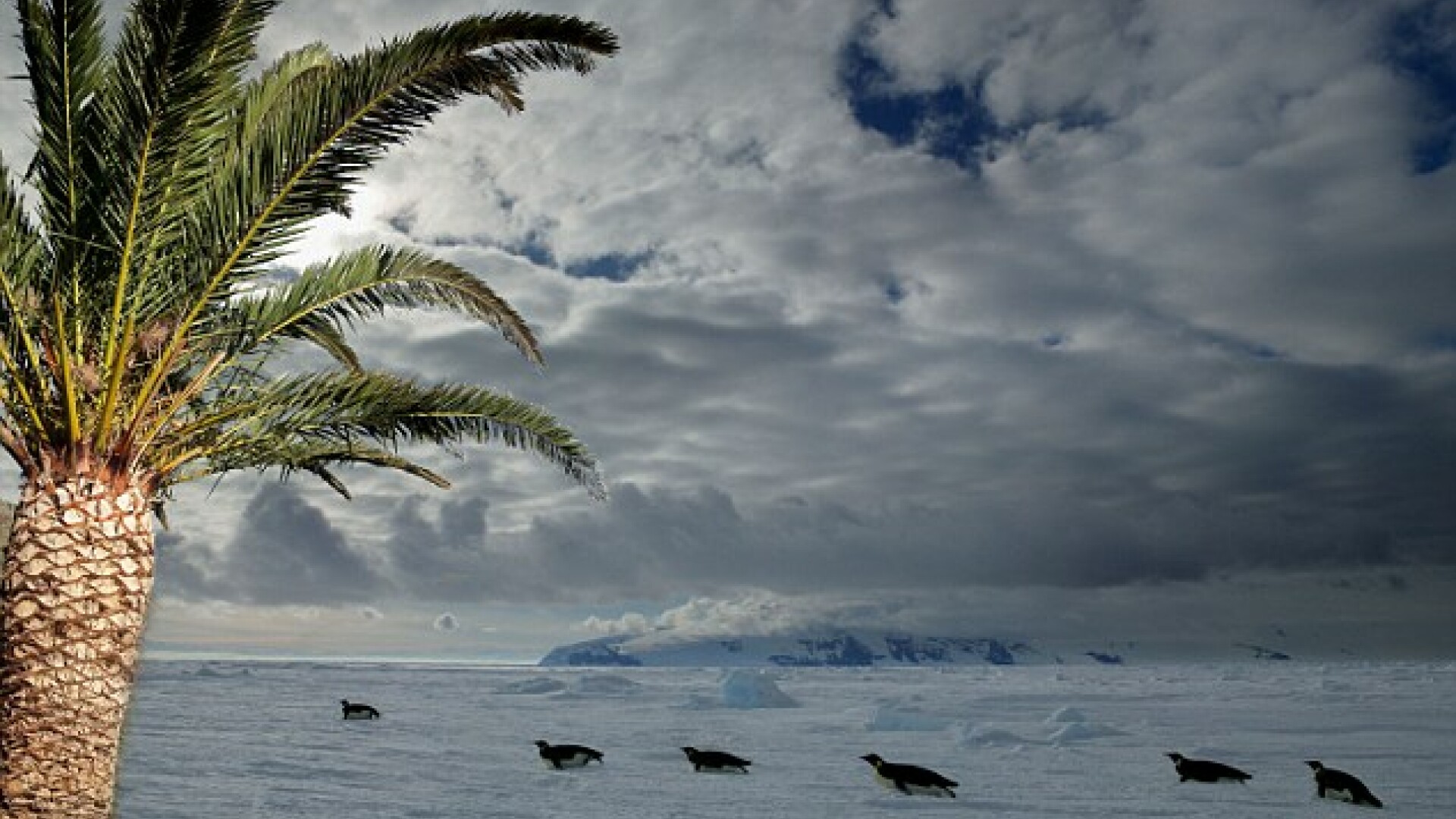 palmieri in Antarctica