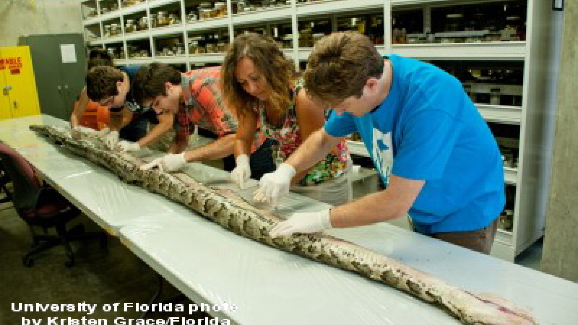 Piton descoperit in Florida
