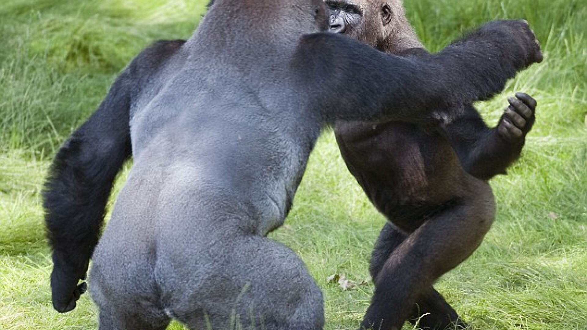 gorile se imbratiseaza