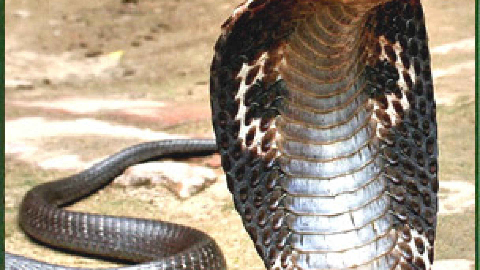 Cobra Regala