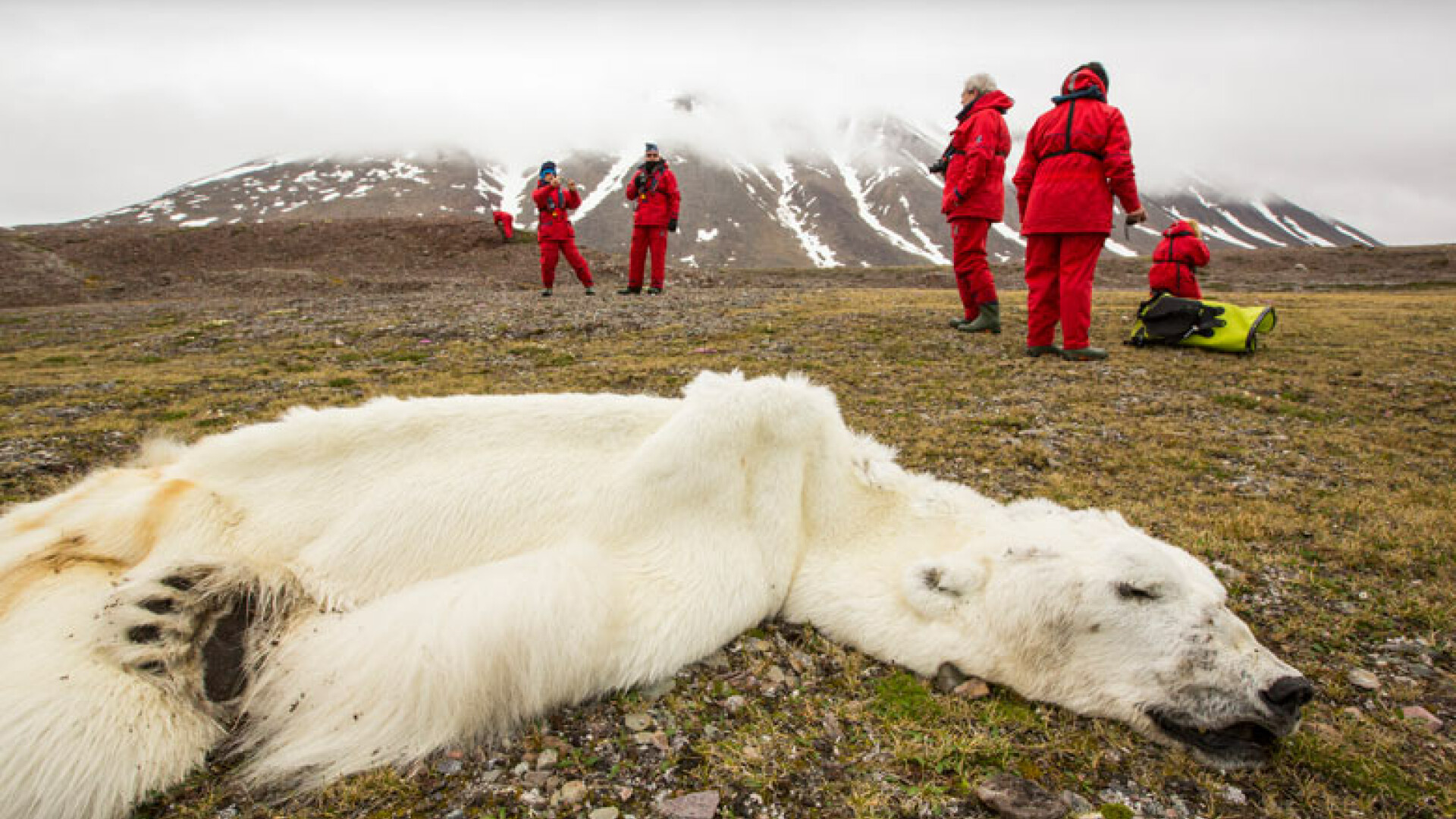 Urs polar mort in zona Svalbard din Norvegia