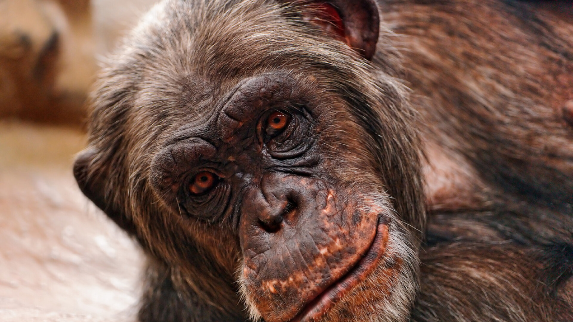 cimpanzeu batran intins pe jos cu o privire inteligenta
