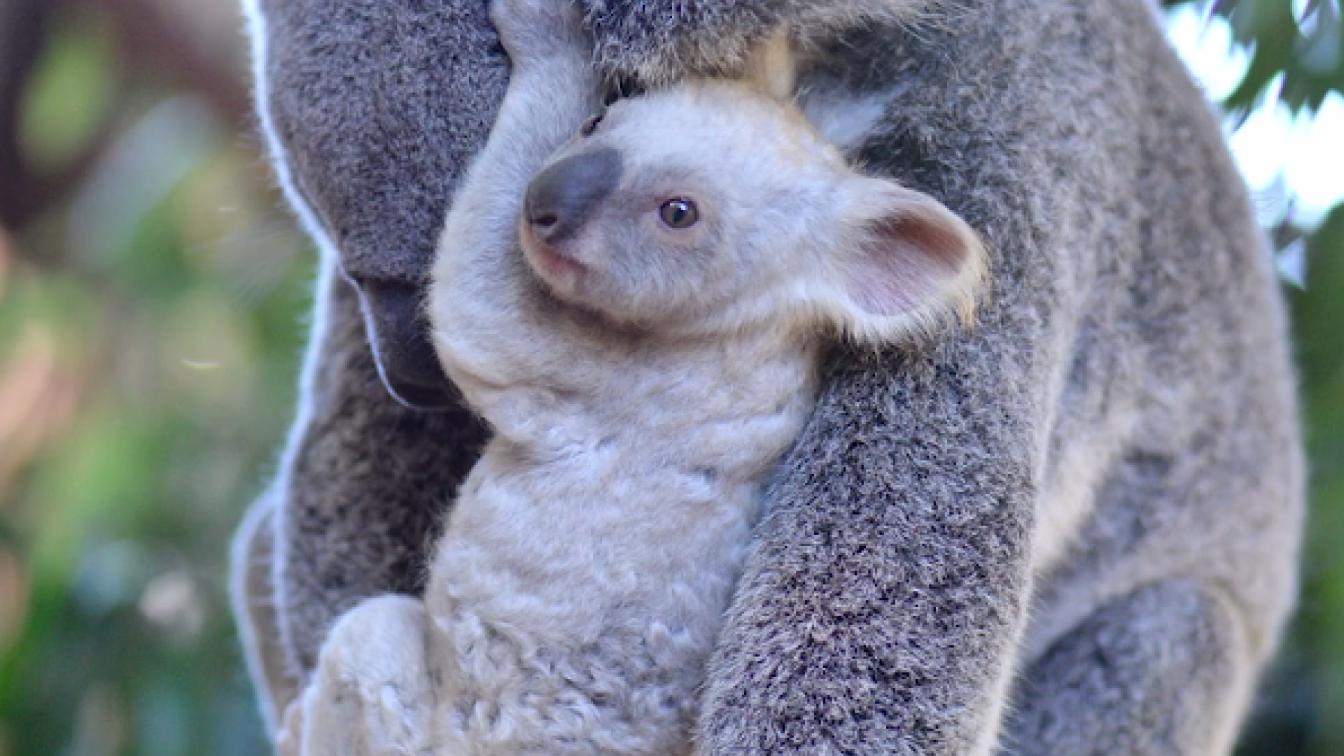 Pui koala alb