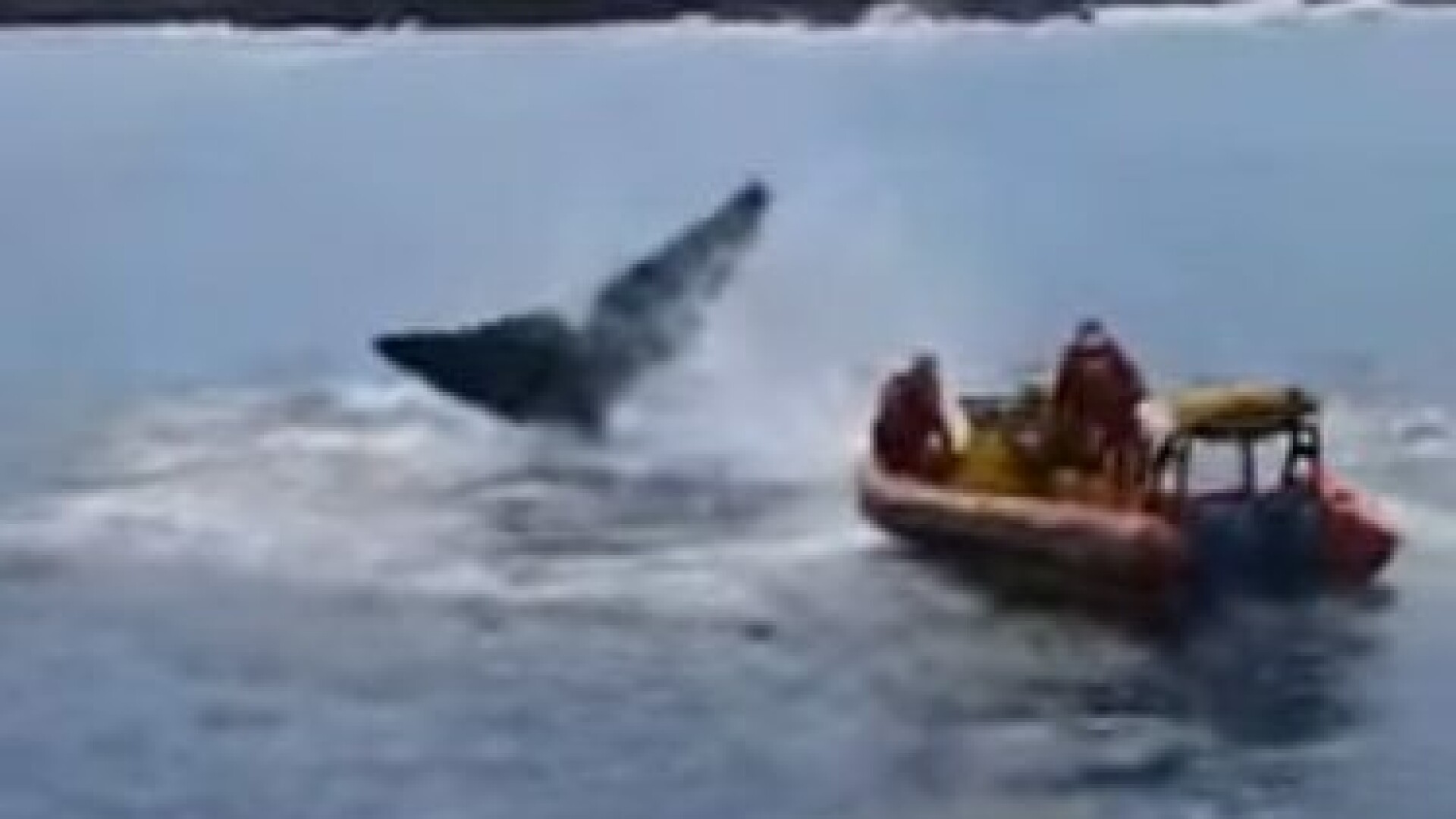 Salvare balenă