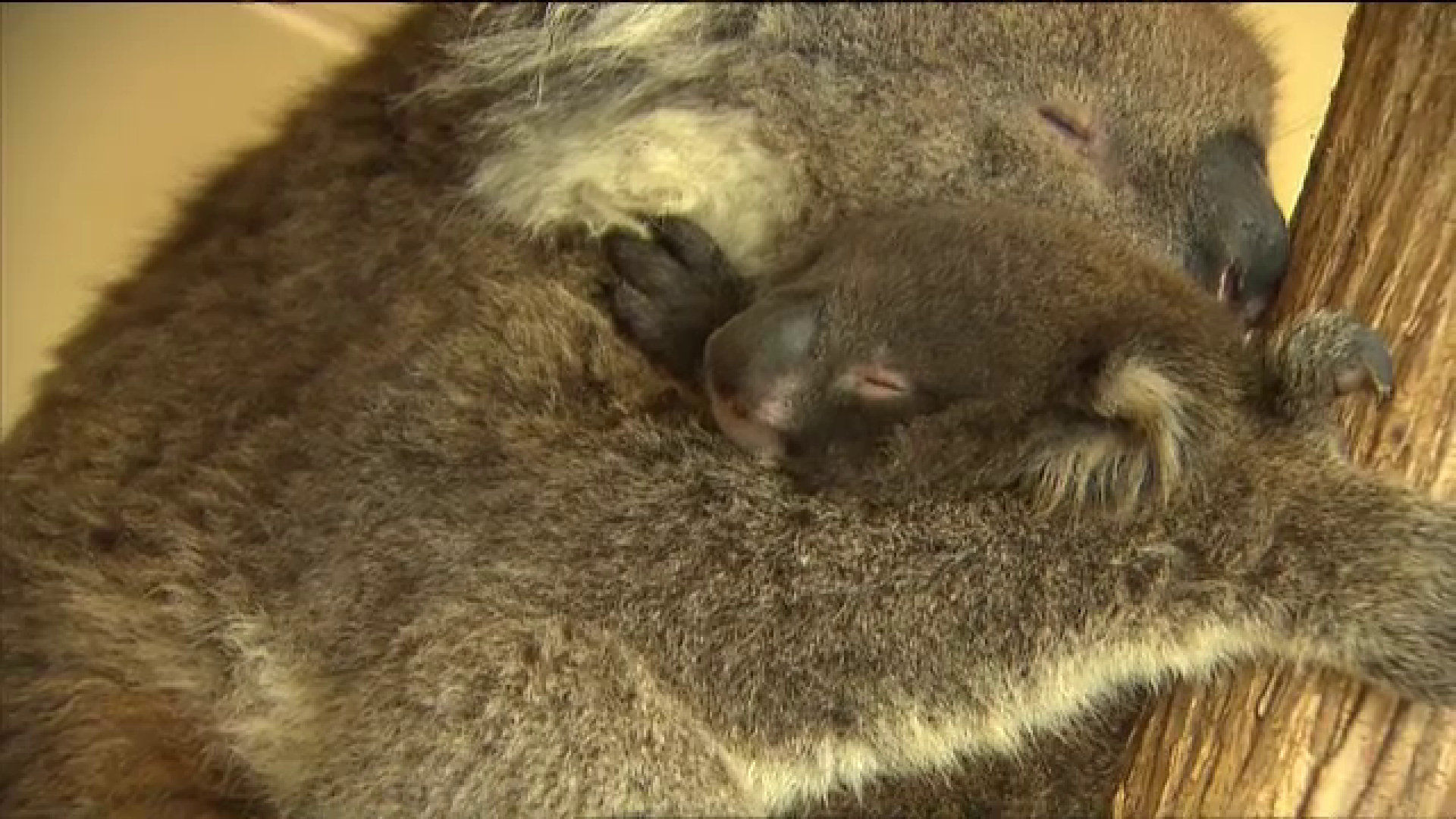 Doi activiști au reunit un ursuleț koala cu mama lui