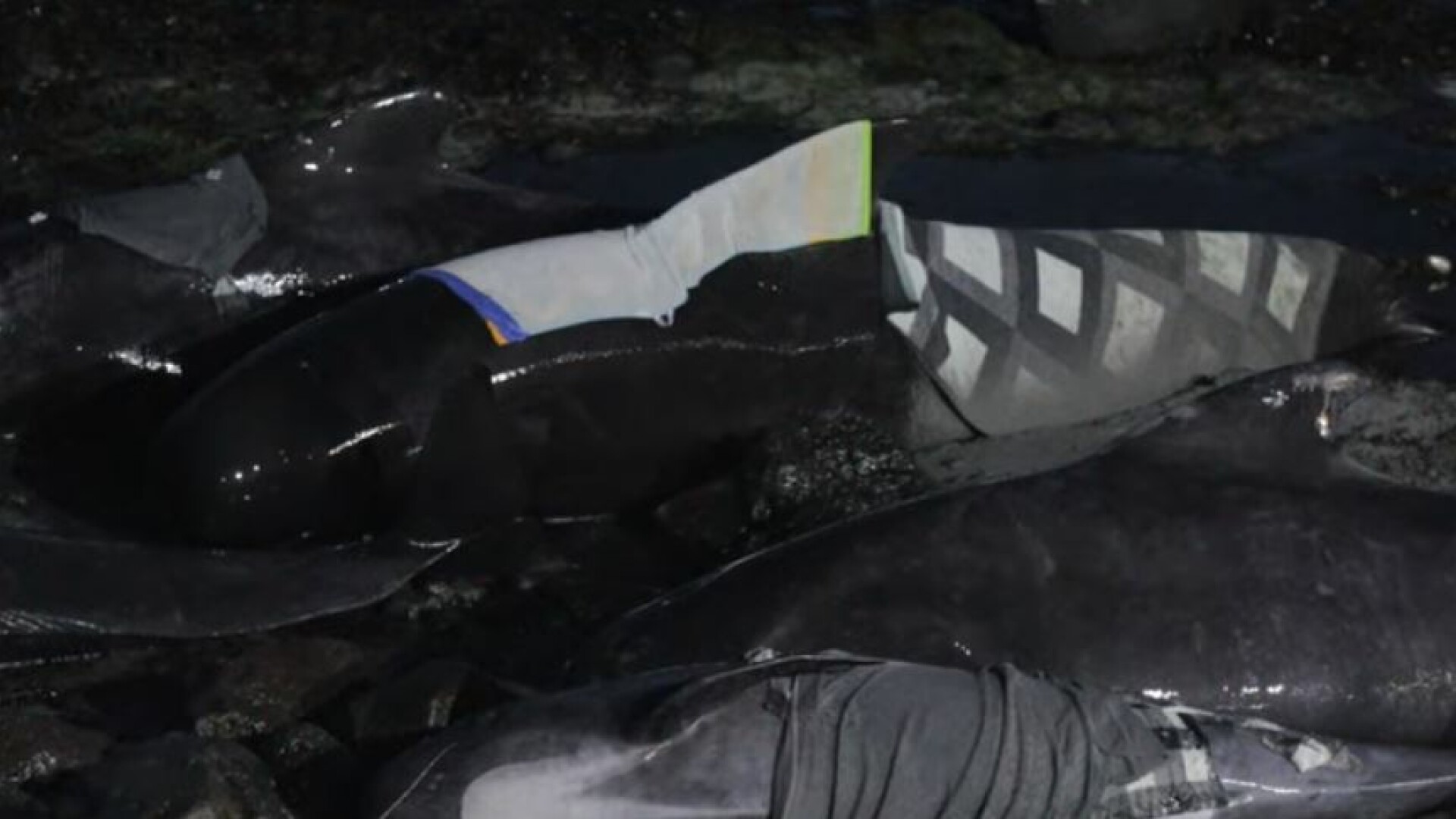 50 de balene-pilot au eşuat pe un ţărm în Islanda. Imagini sfâșietoare