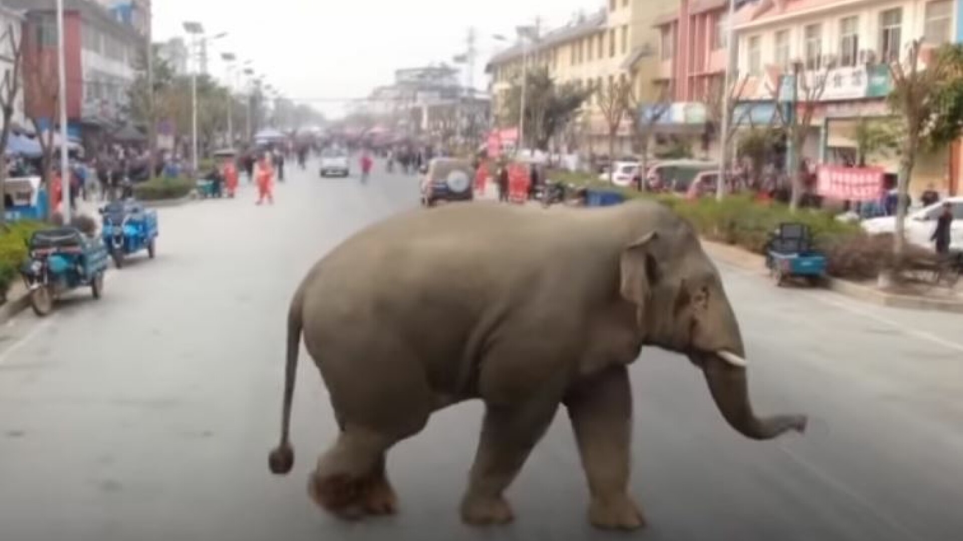 elefanţi sălbatici în China