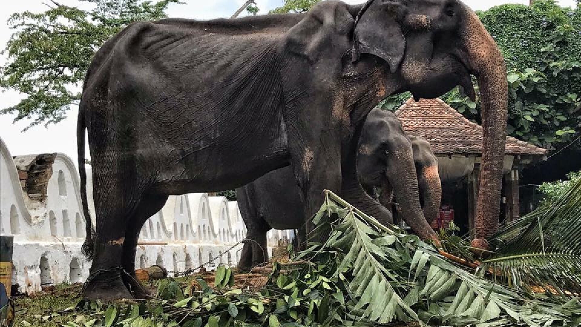 Imagini sfâșietoare cu un elefant numai piele și os, forțat să participe la spectacole