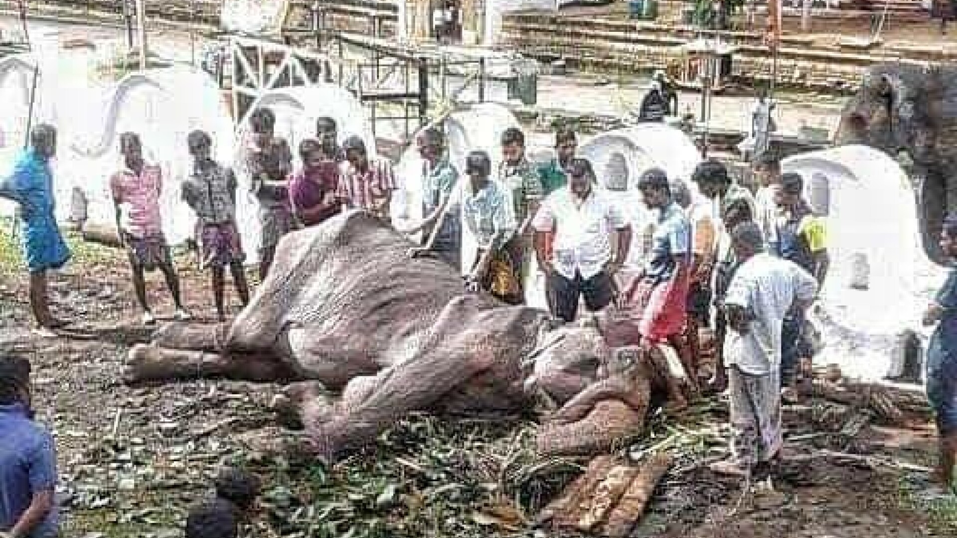 Noi imagini sfâșietoare cu Tikiiri, elefantul înfometat la o paradă. „E aproape de moarte” - 4