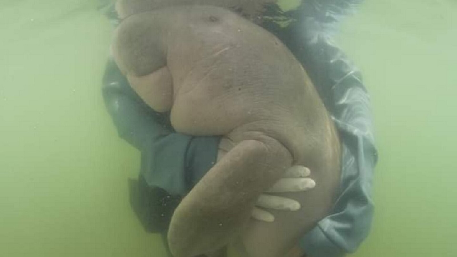 Pui de dugong moare la câteva luni după ce a fost salvat