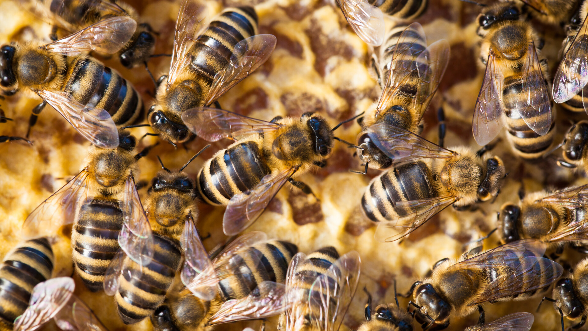 A trăit aproape un an cu 60.000 de albine în tavan