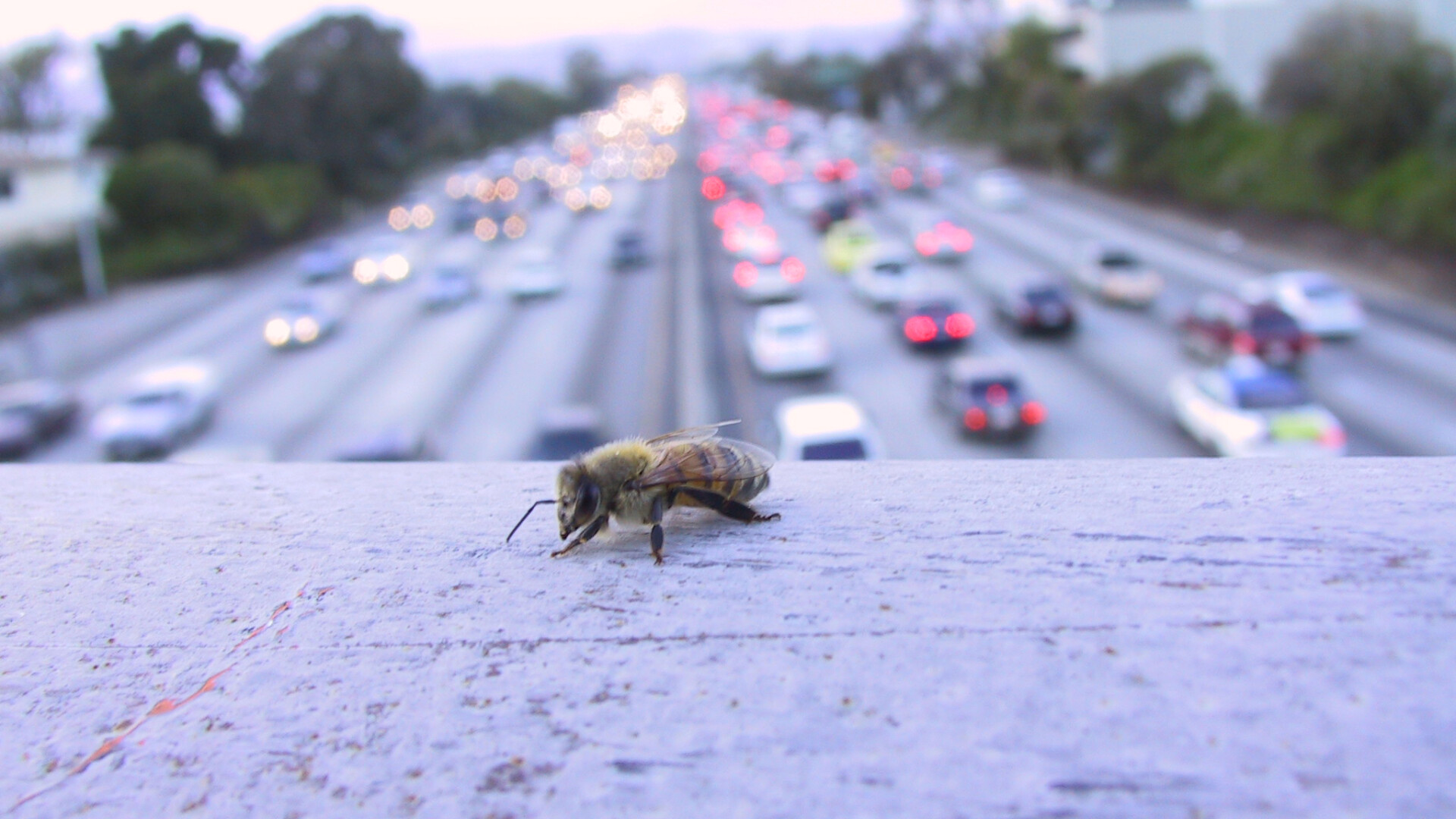 Clipe de coșmar pentru un șofer atacat de un roi de albine. VIDEO