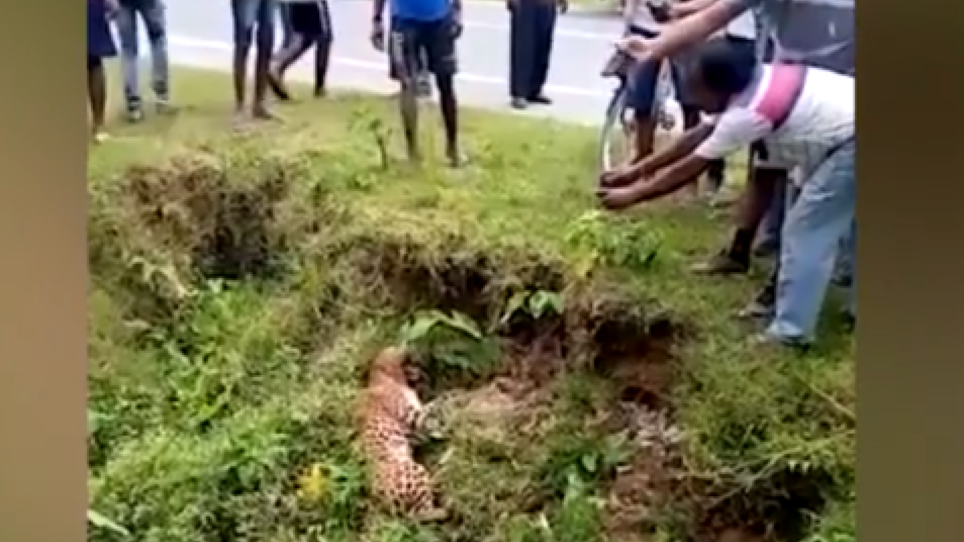 Momentul în care un leopard rănit atacă oamenii adunați să-i facă poze