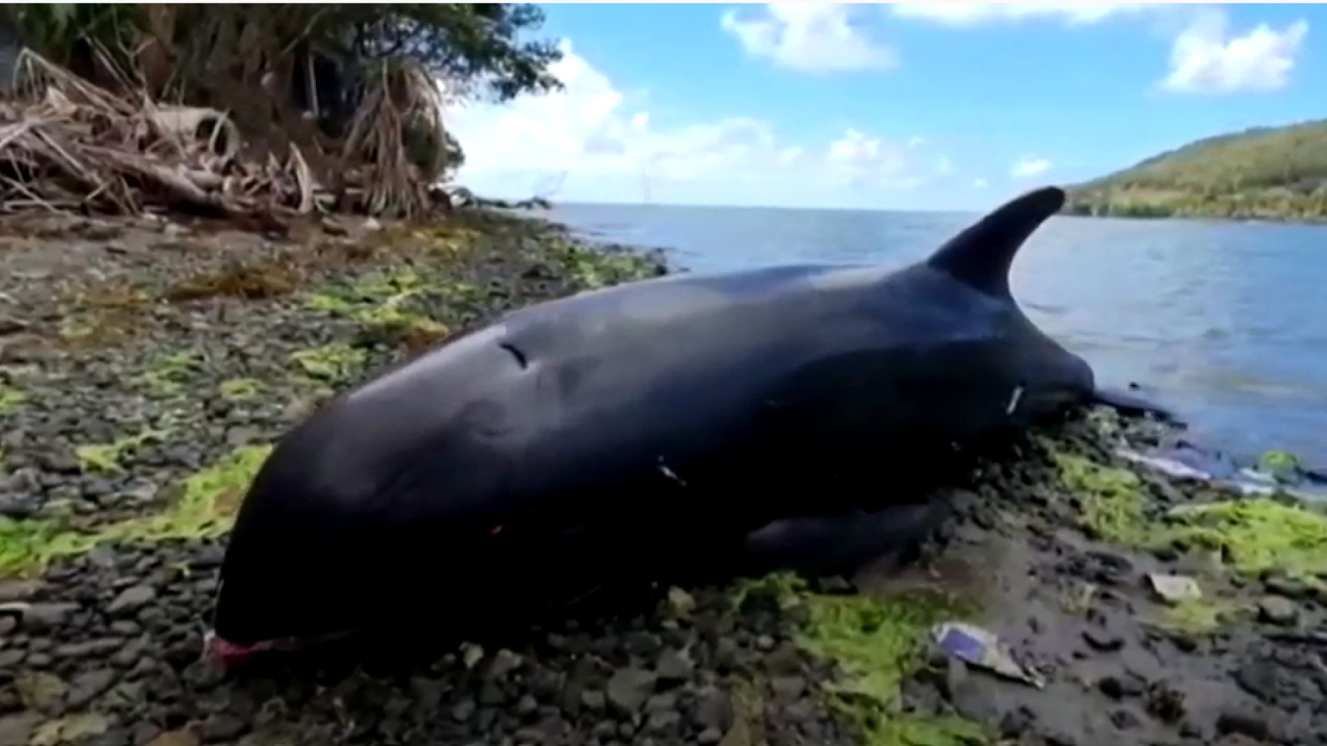 O mamă delfin pe moarte se luptă să-și salveze puiul, după o scurgere de țiței. ”Erau lacrimi în ochii mei”