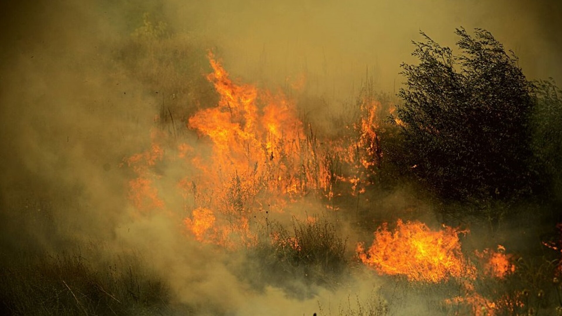 Tragedie în Bulgaria. Doi oameni au murit în timp ce luptau împotiva unui incendiu forestier