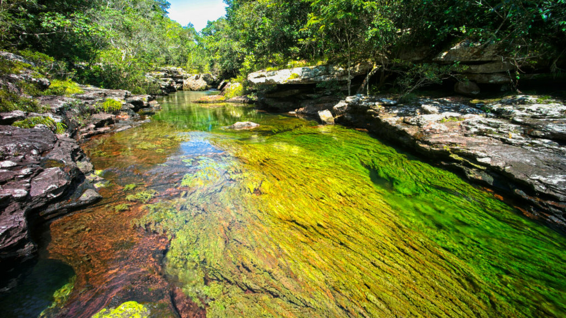 Imagini ireale cu ”Râul celor 5 culori”. Unde se află și de ce are apa colorată GALERIE FOTO