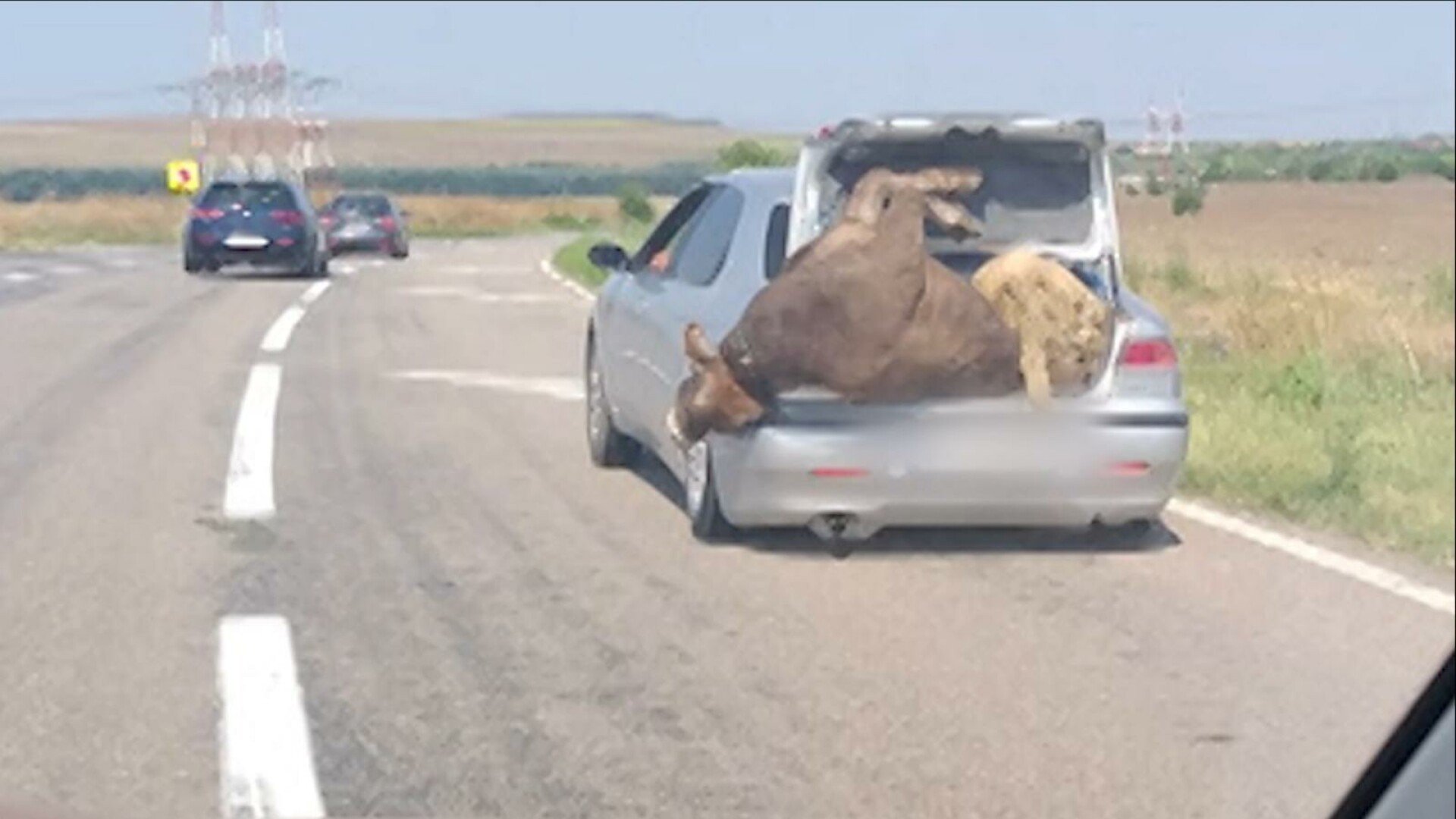 Șofer surprins pe o șosea din Prahova cu o vacă și o oaie în portbagaj