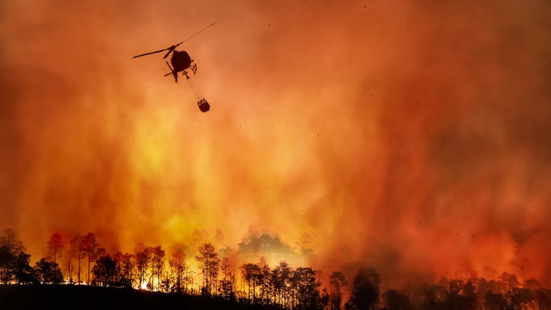 Dezastrul de care ne spun alții. România este a doua cea mai afectată țară din UE de incendiile de pădure