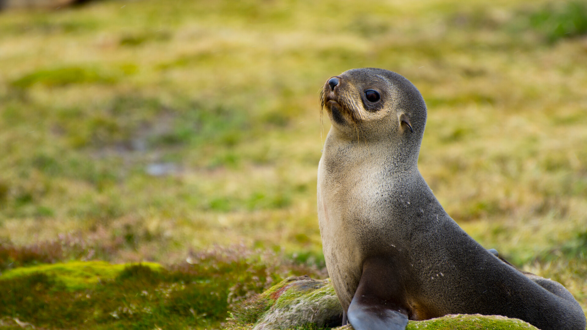 pui foca