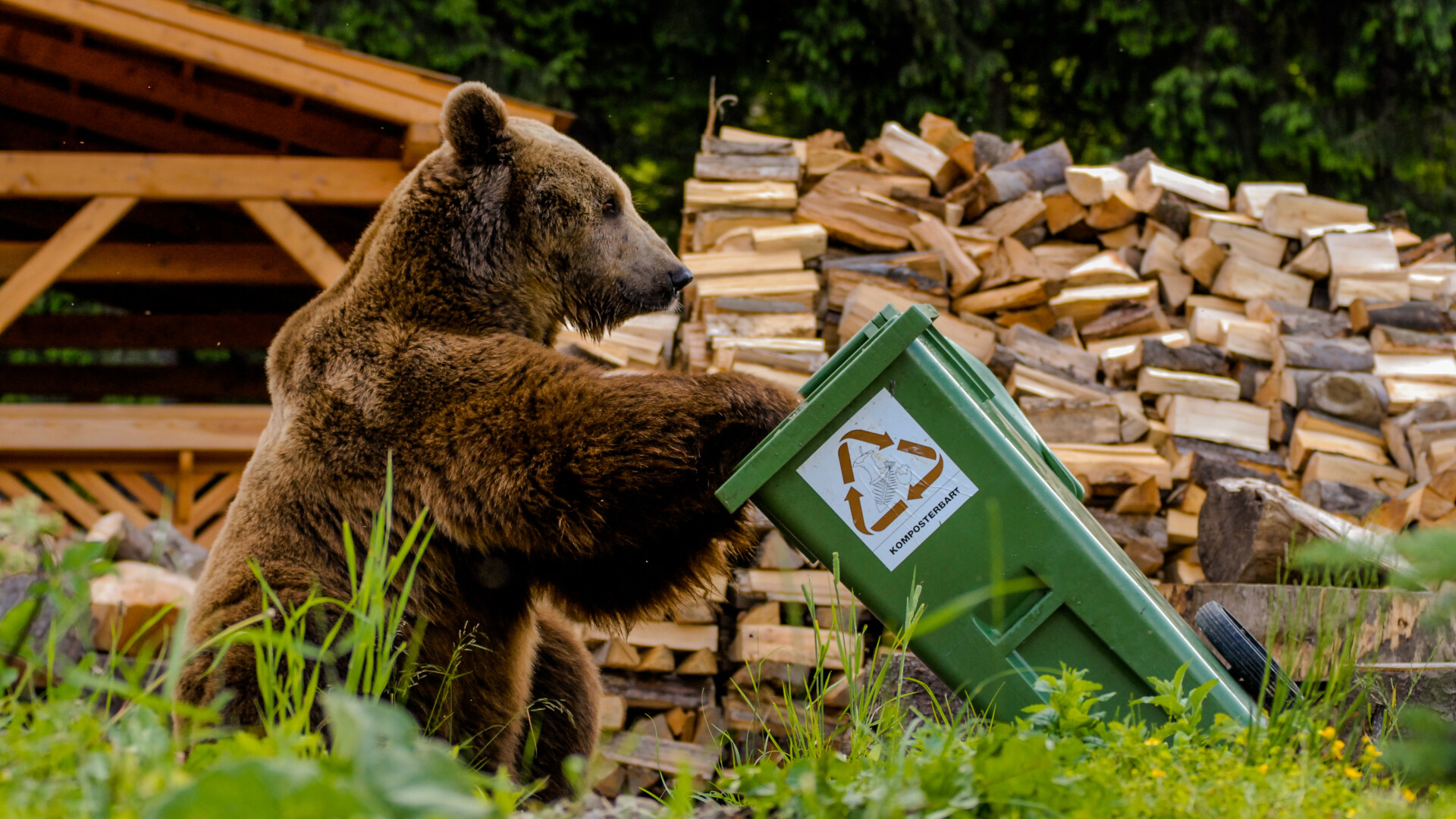 urs care caută în gunoi