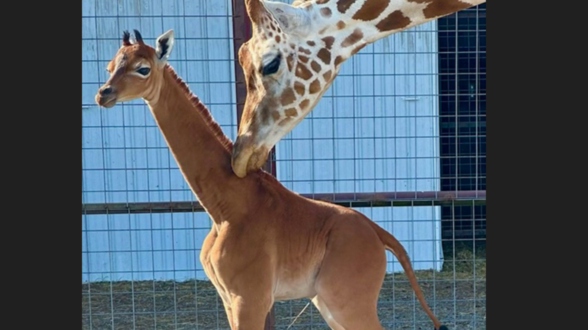 girafa unica in lume in SUA
