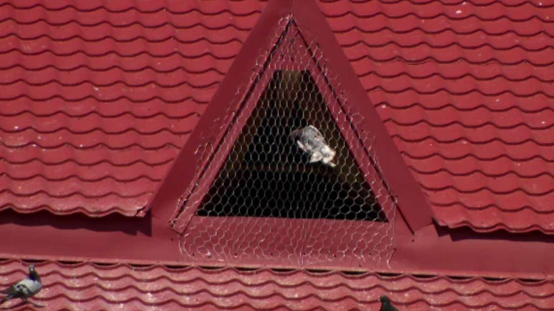 Porumbei captivi în podul unei școli, după închiderea acoperișului. „Mor de foame, mor de sete, este inuman ce se întâmplă”