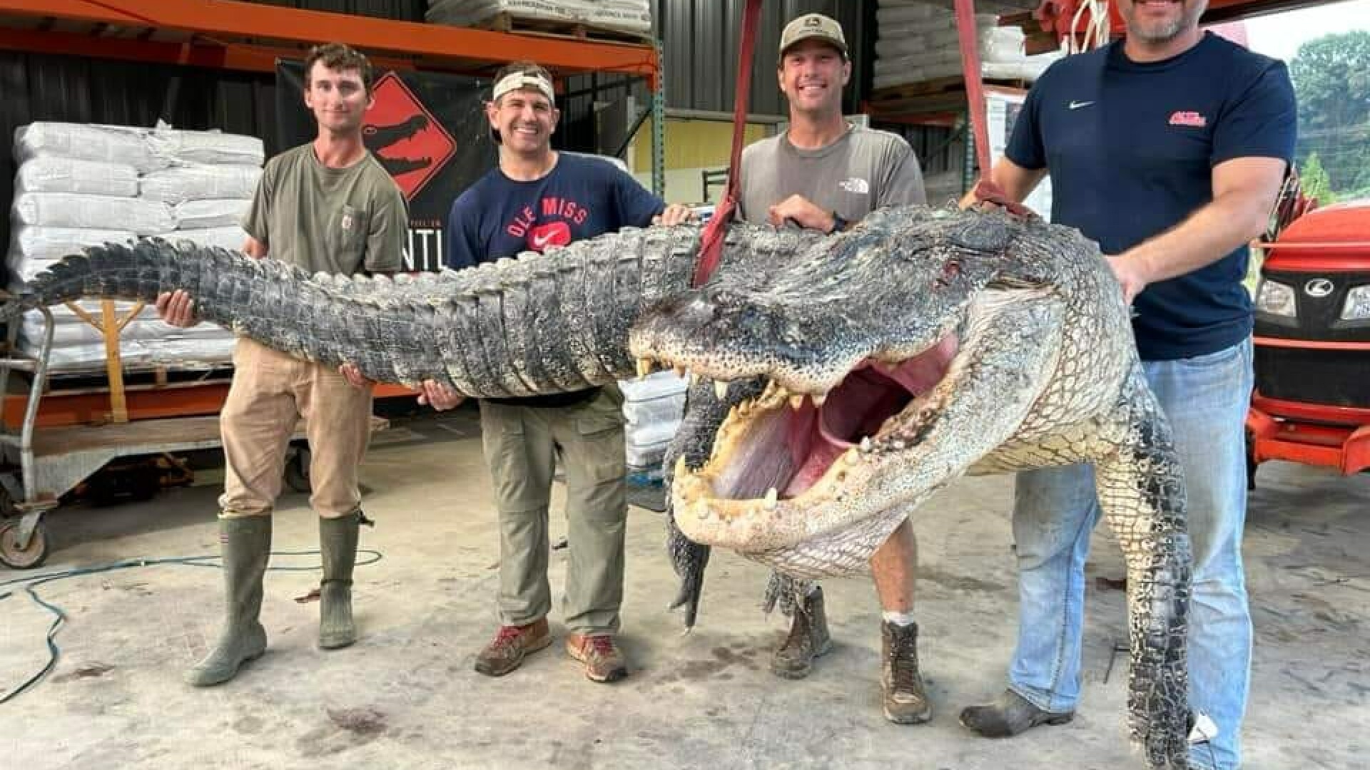 aligator capturat Mississippi