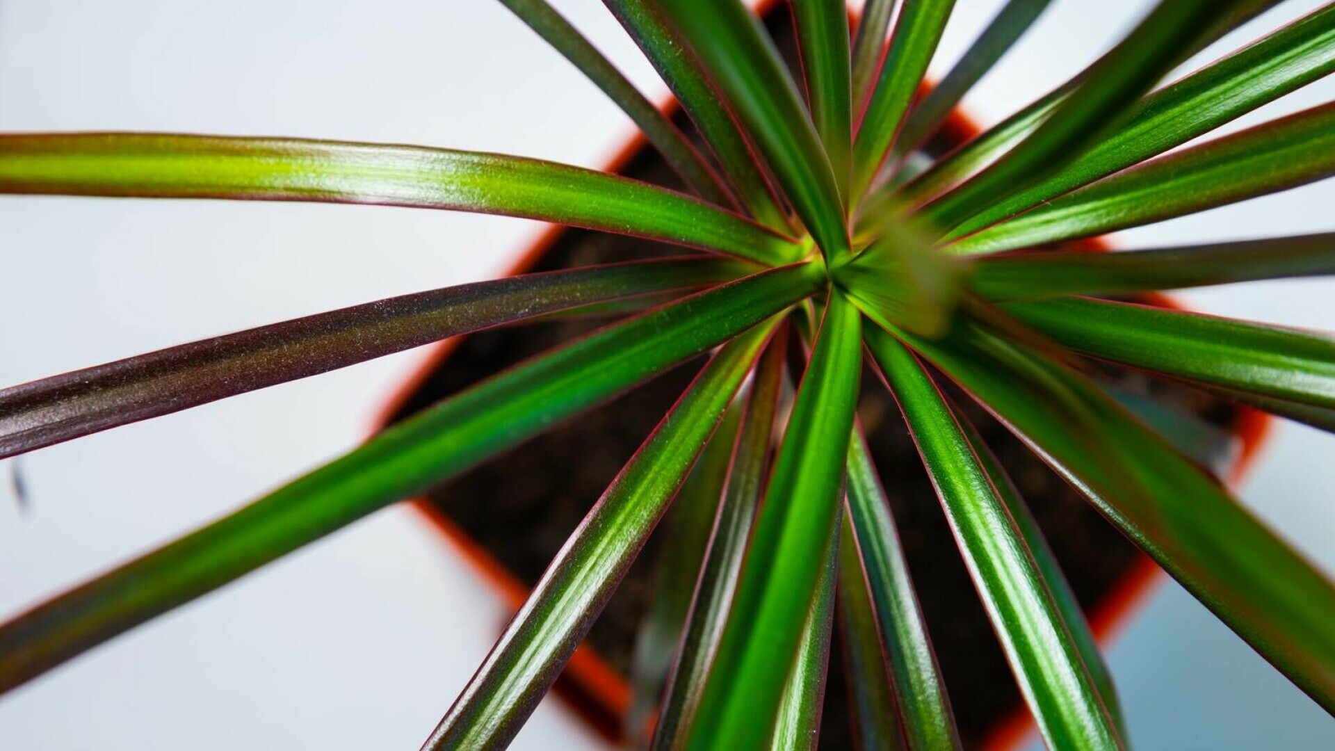 dracaena