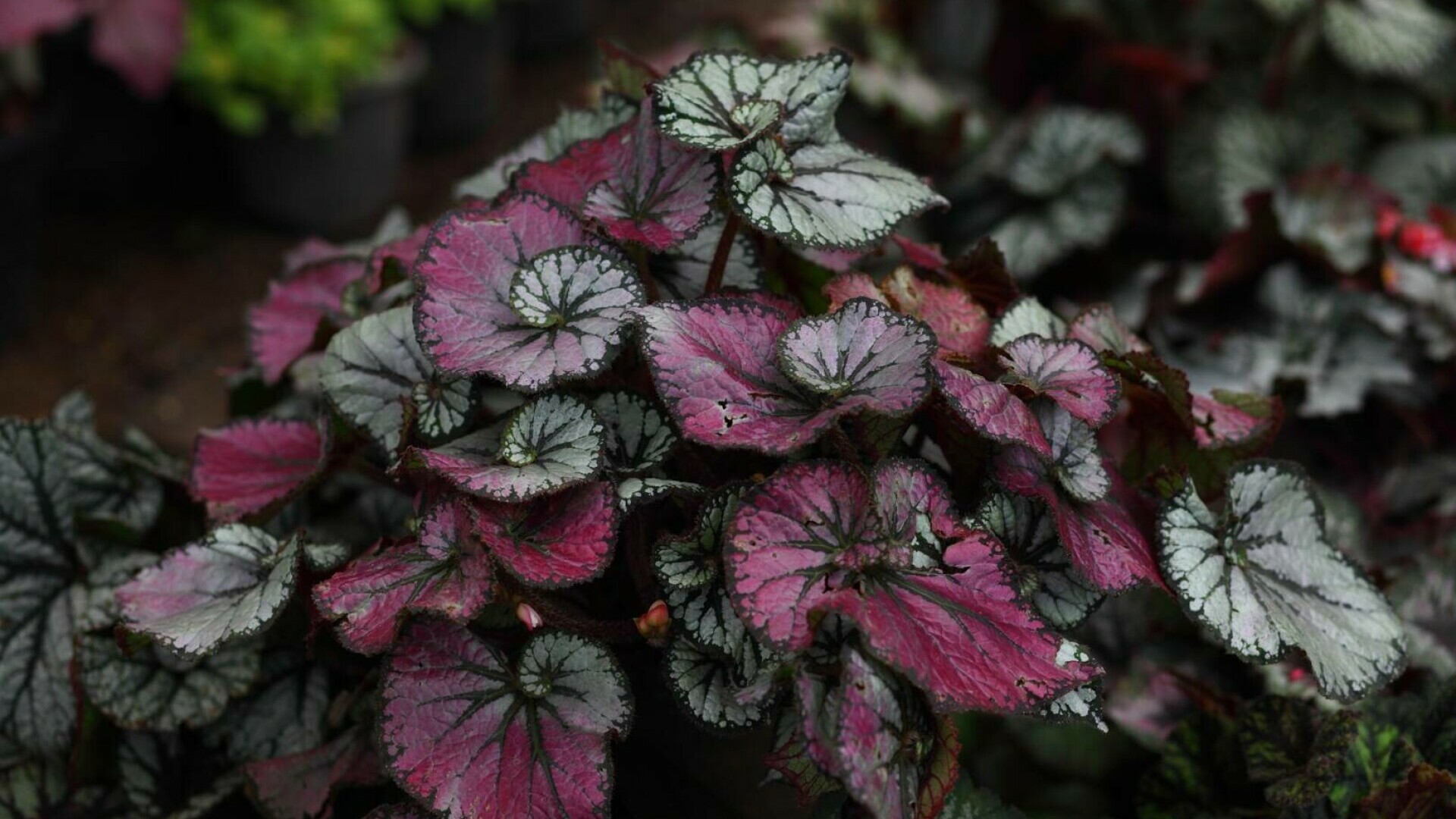 begonia rex