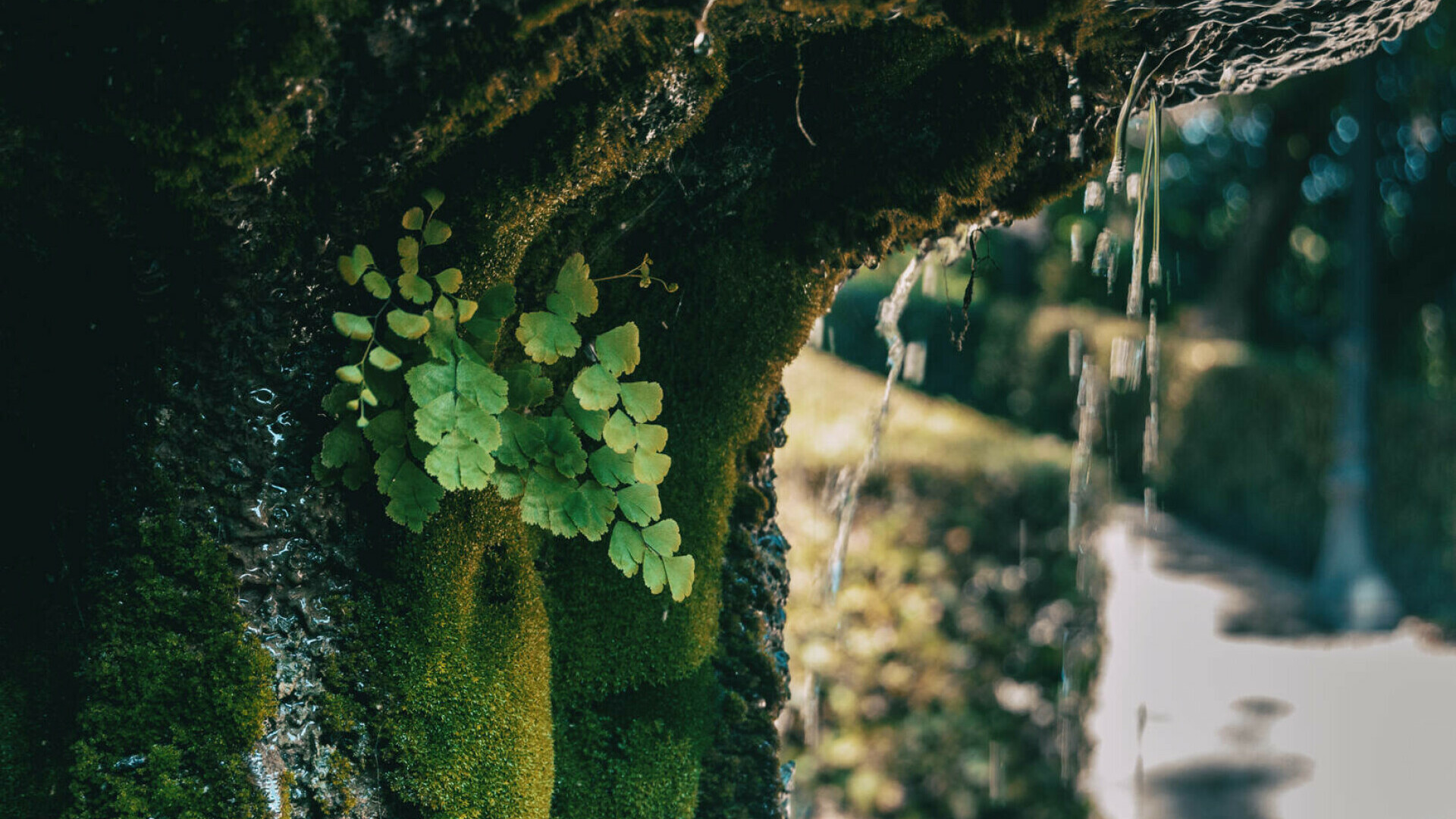 Feriga Părul Maicii Domnului, Adiantum Raddianum