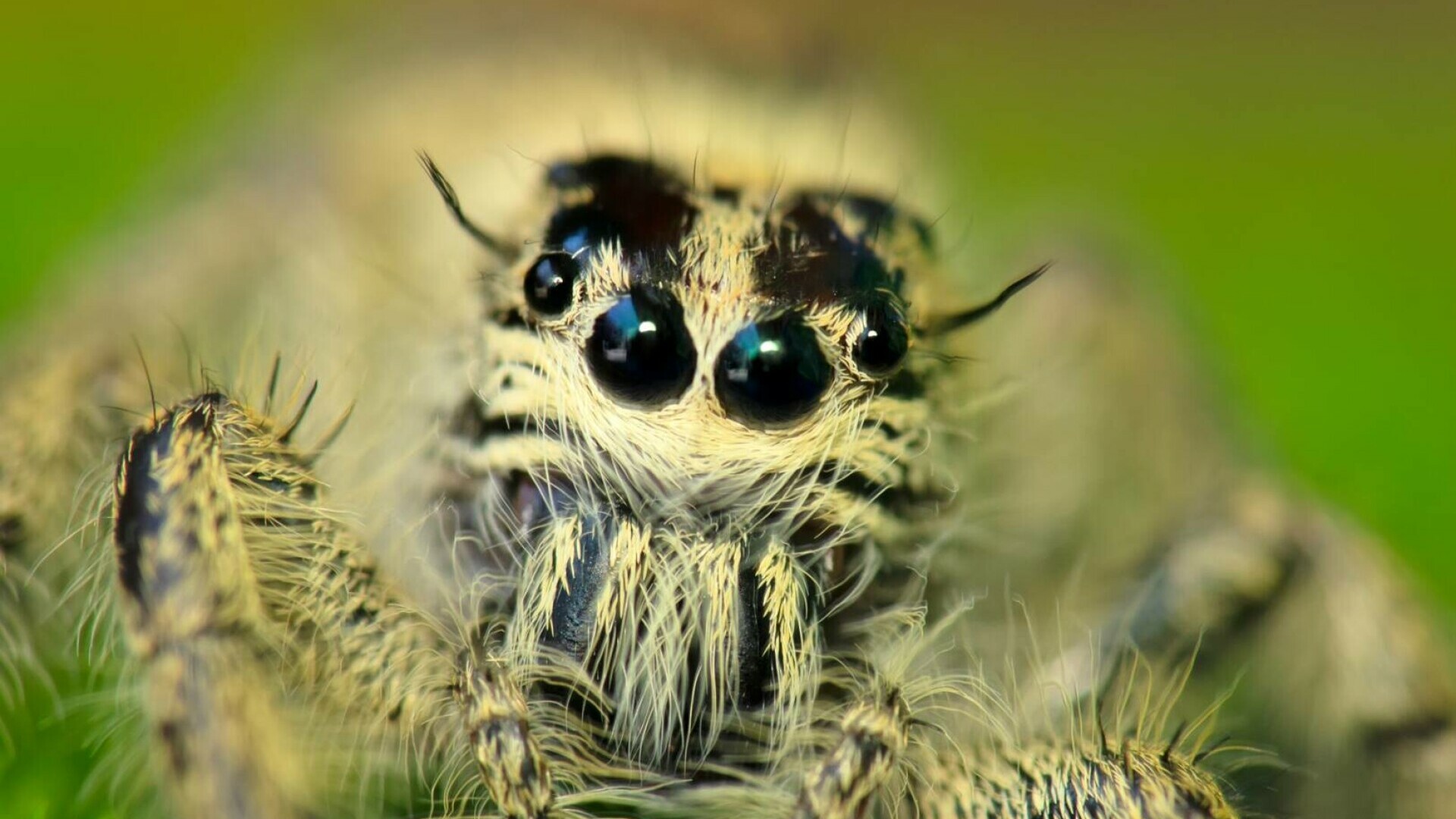 Insectele veninoase „sperietori în formă de craniu ” terorizează o țară cu mulți români. „Apar în toate poveștile de groază”