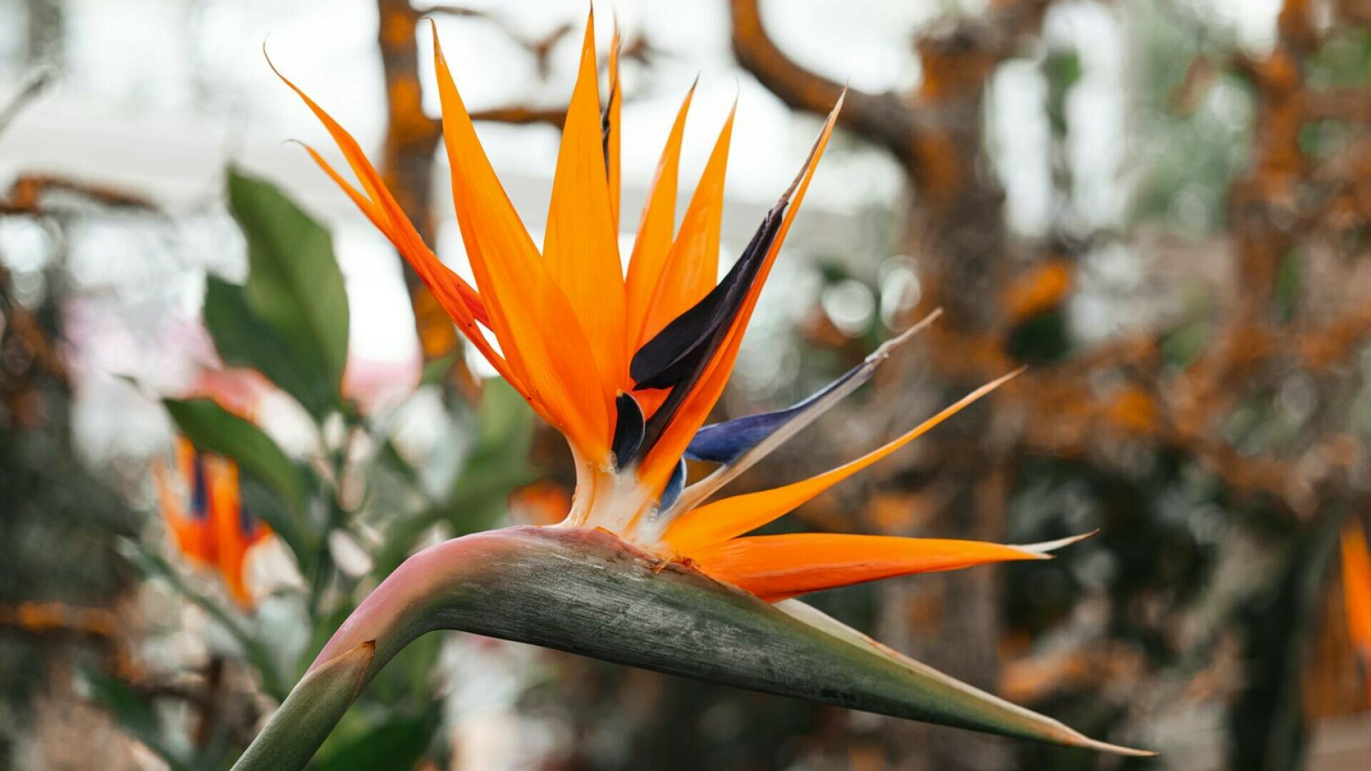 Strelitzia nicolai