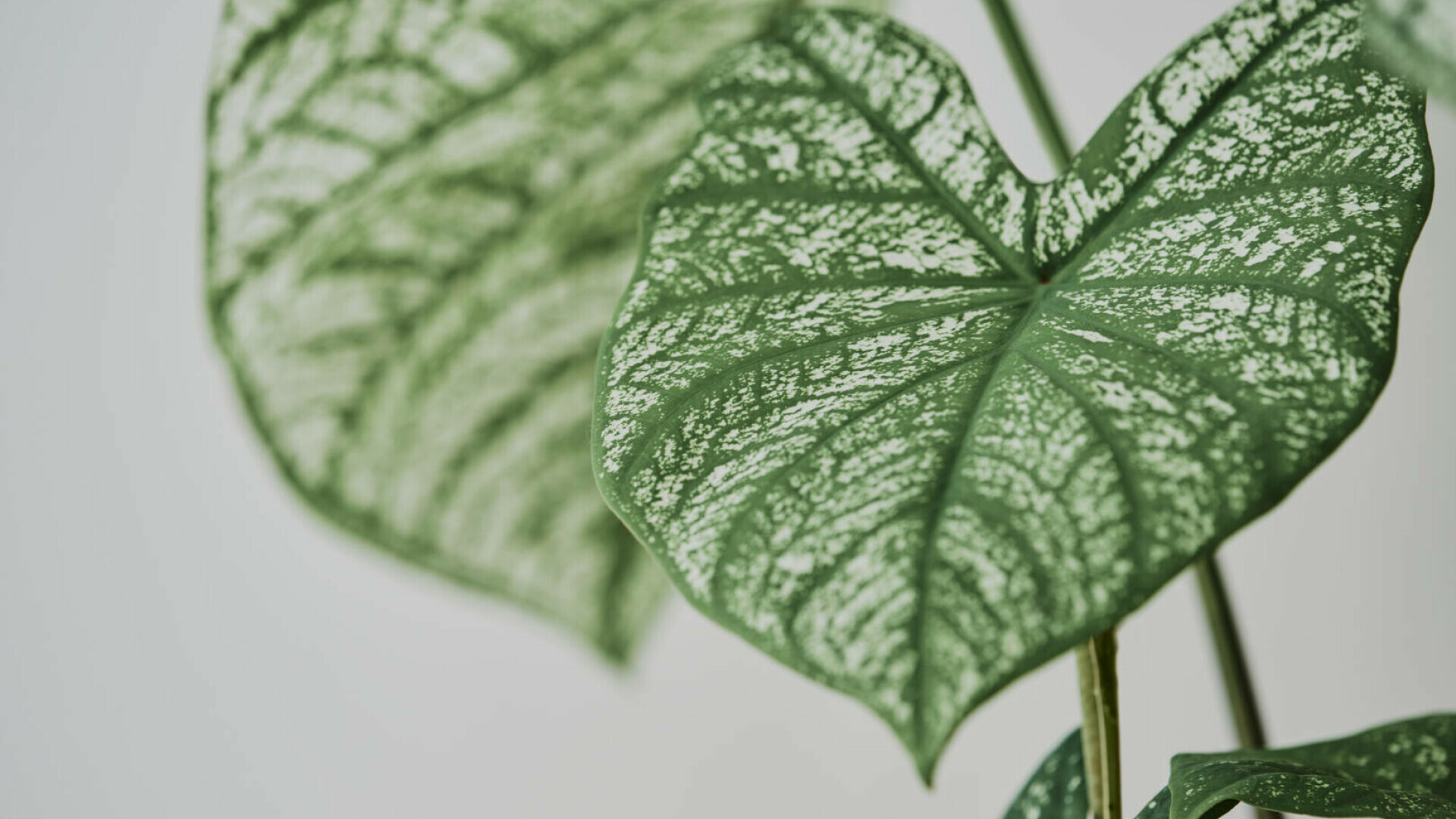 Syngonium podophyllum