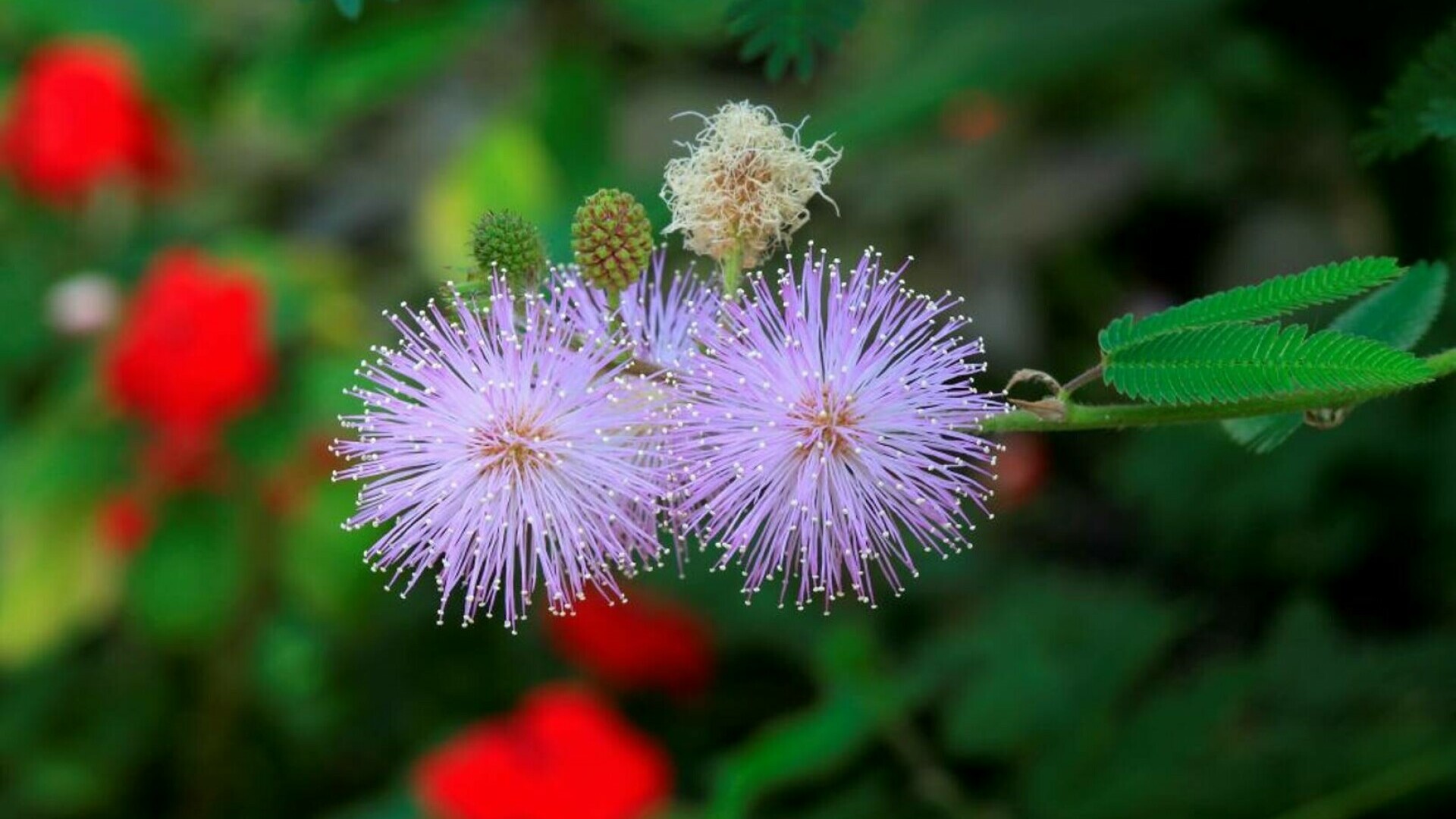 mimosa pudica