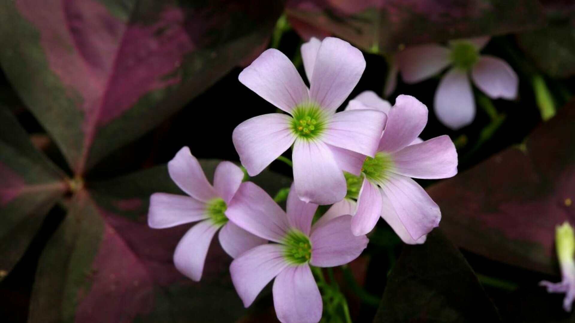 Oxalis triangularis