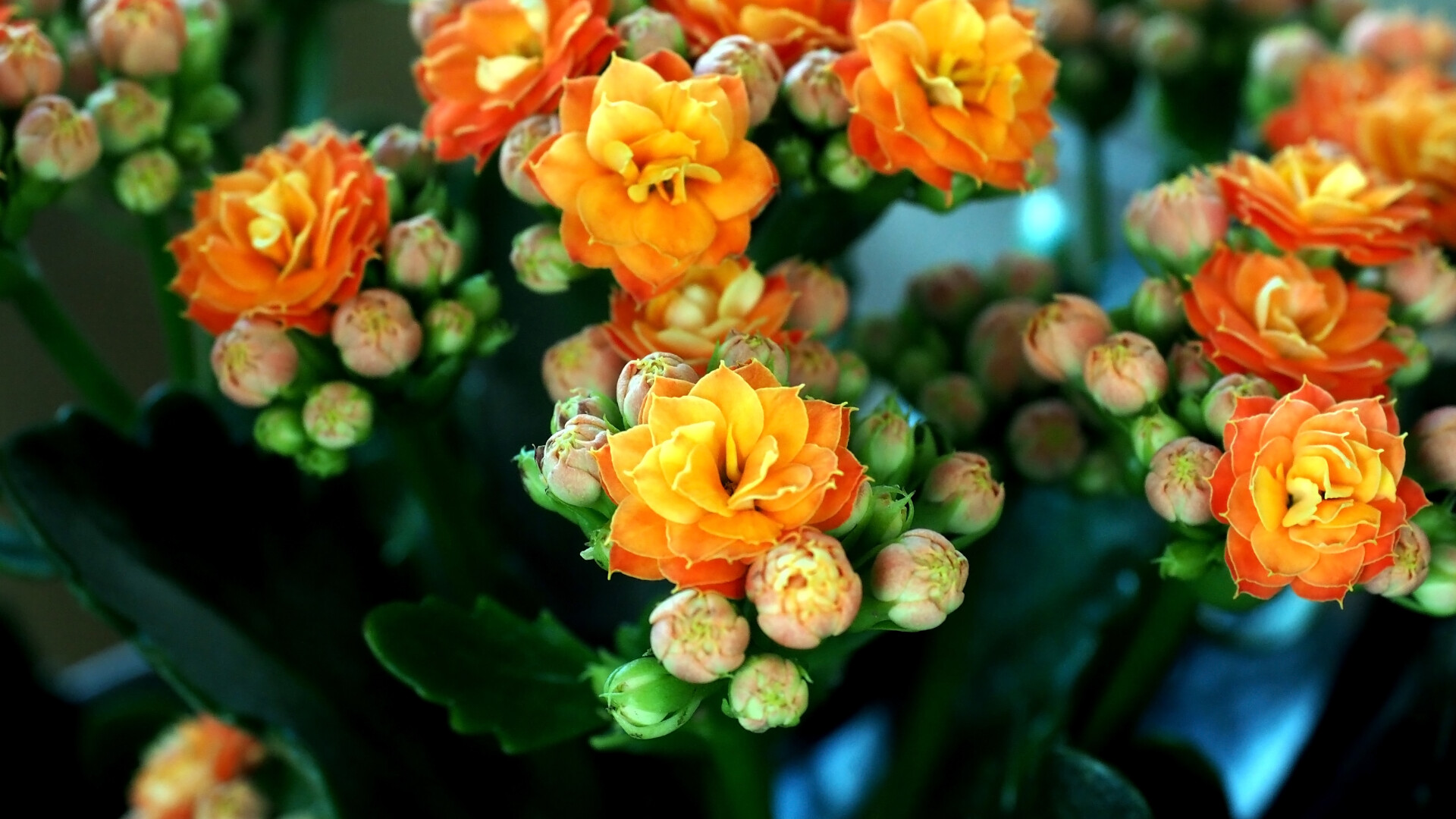 Kalanchoe blossfeldiana