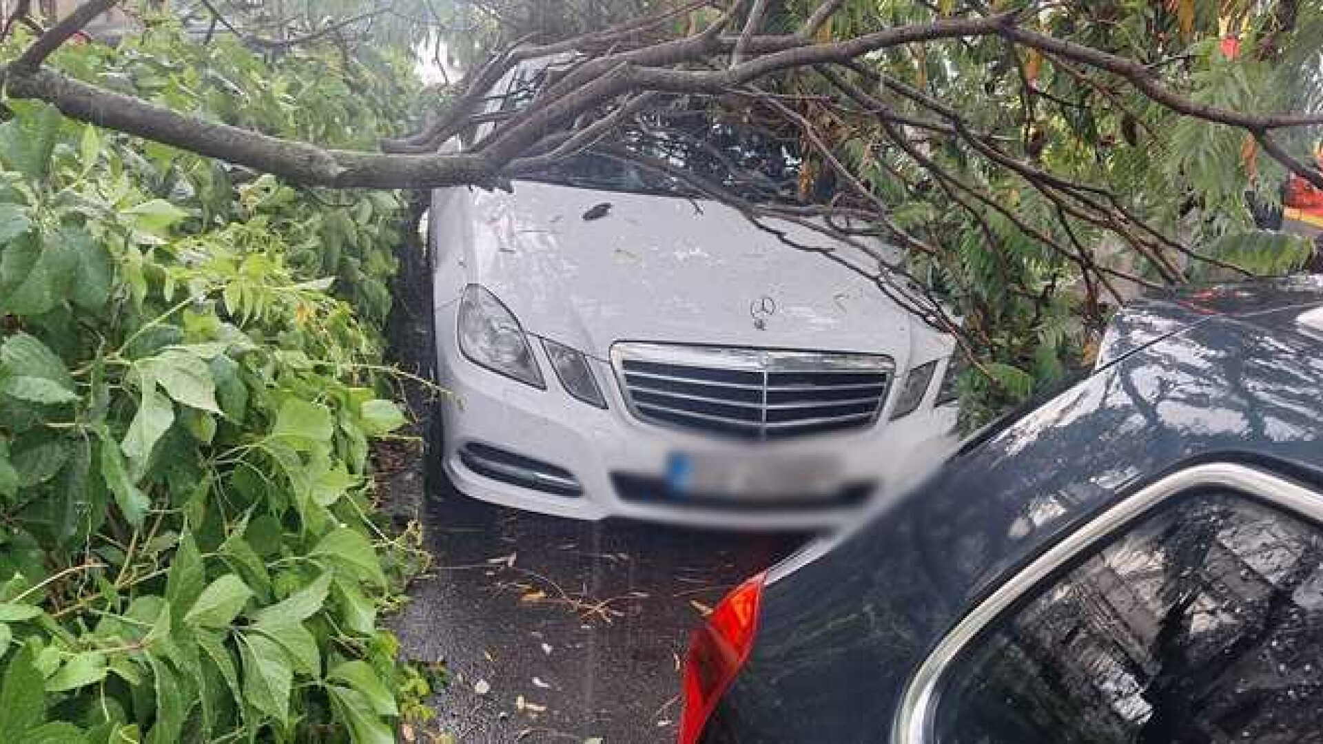 copac cazut falticeni