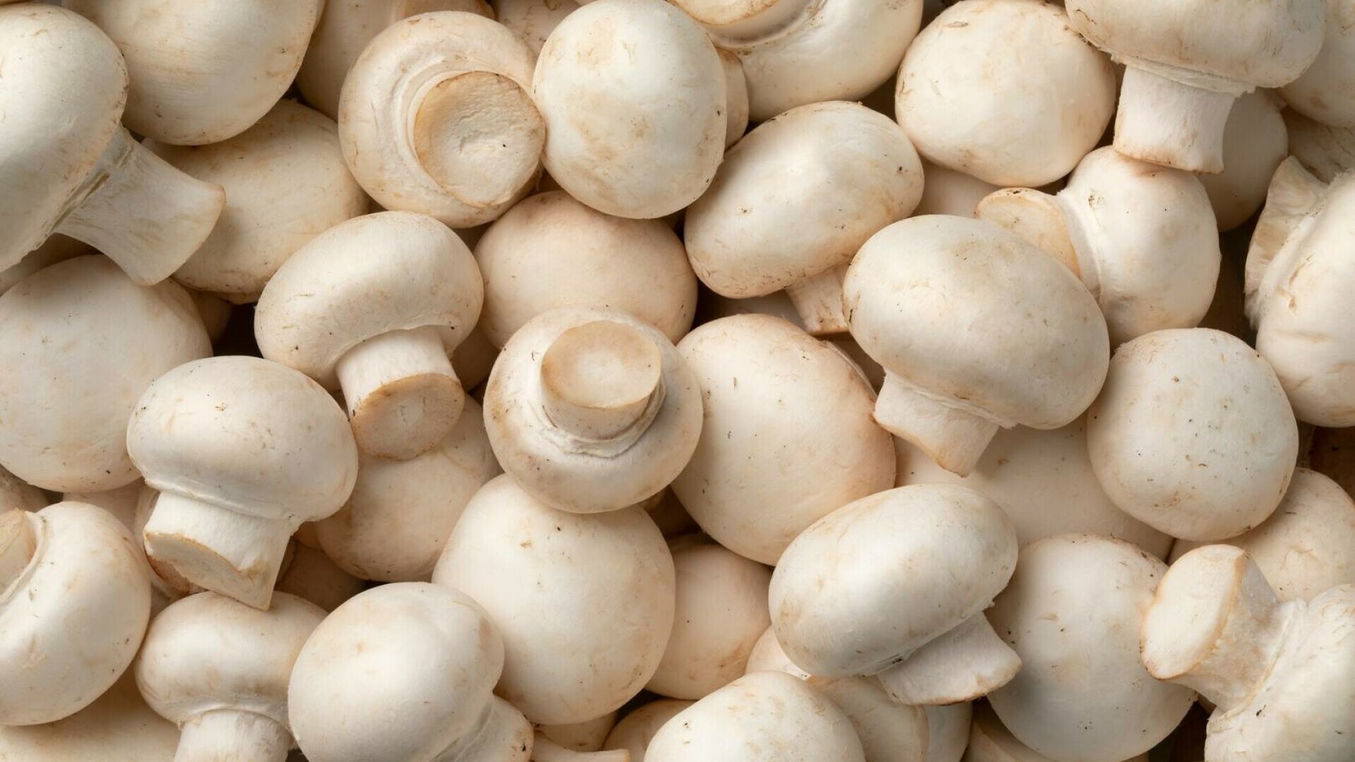 ciuperci champignon