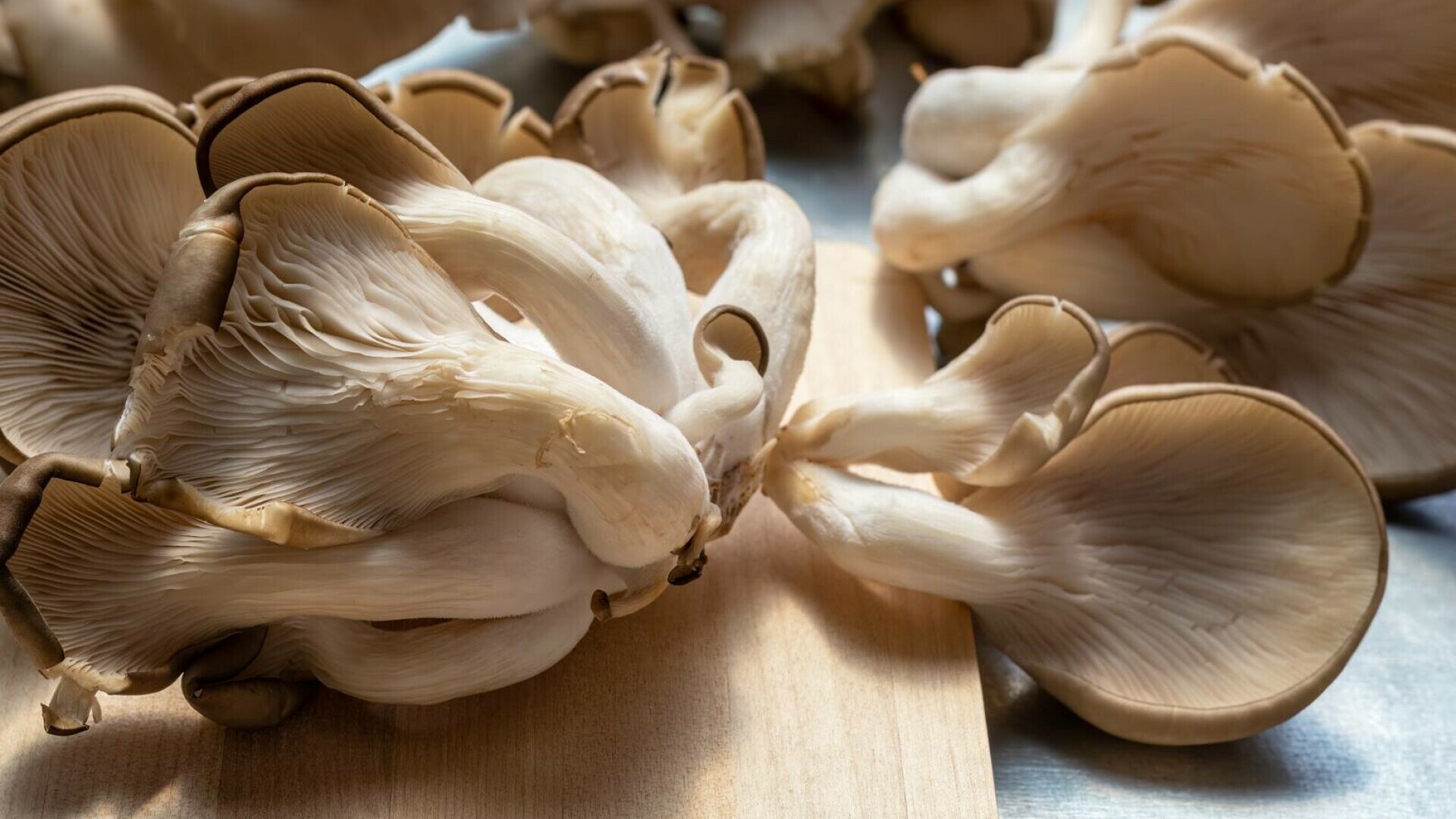 ciuperci pleurotus