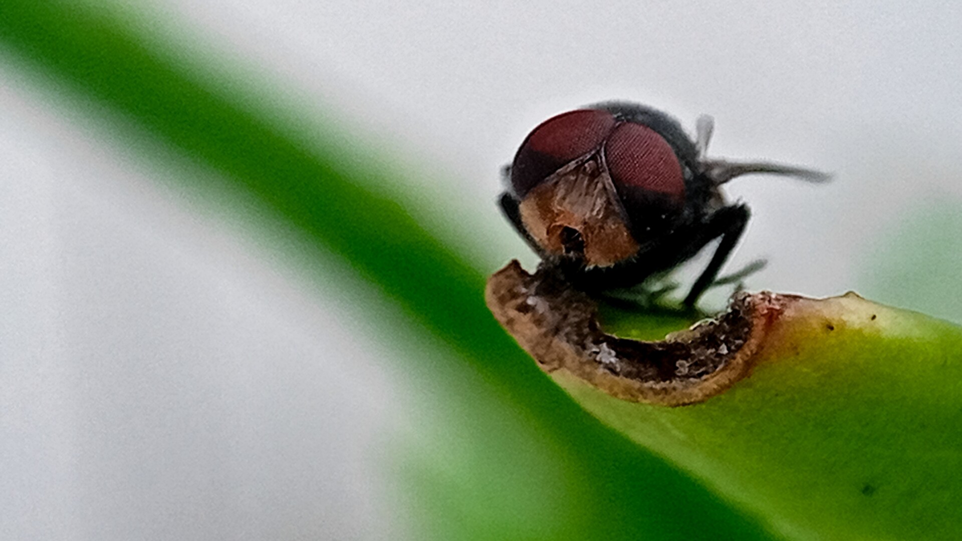 parazit vierme-şurub