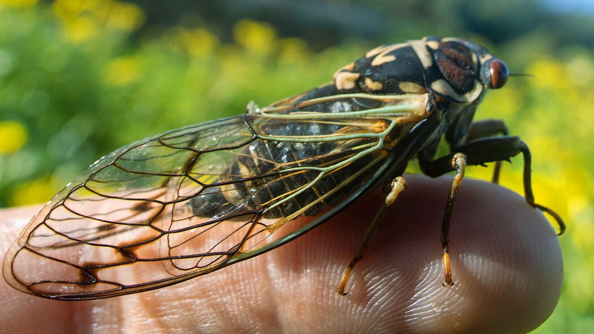 Cicadele: insectele misterioase care cântă vara. Tot ce trebuie să știi despre cum arată și sunetul pe care îl scot
