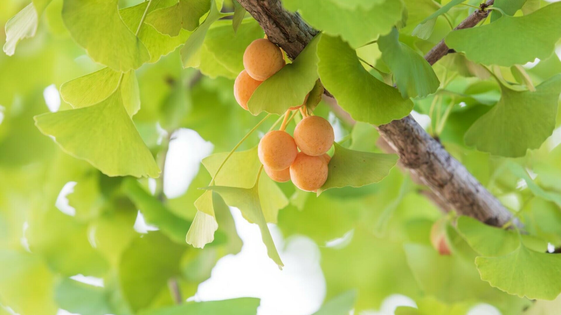 Ginkgo Biloba – arborele vieții. Cum îl recunoști, ce beneficii are și unde crește