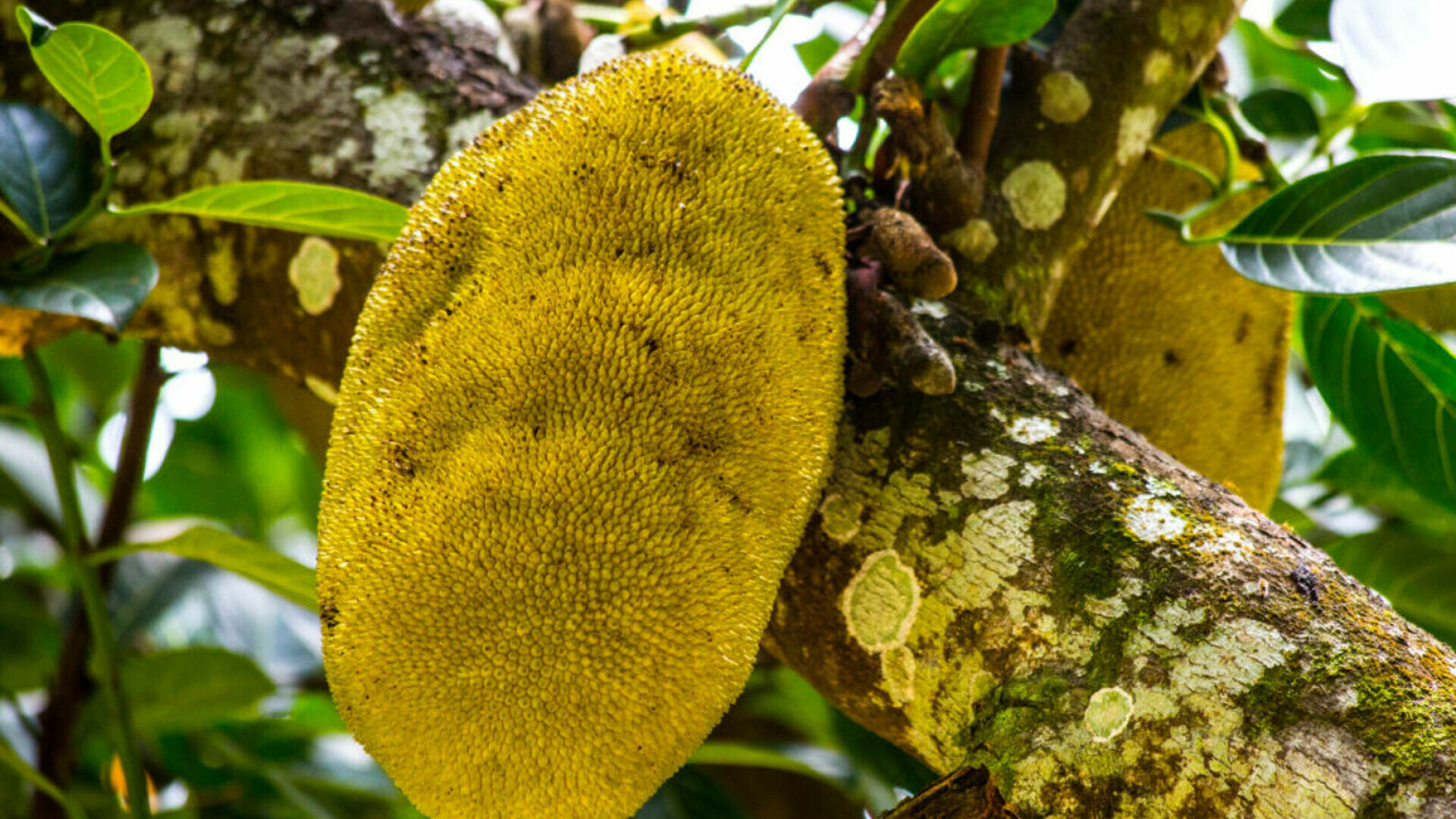 Jackfruit - ce este, cum se mănâncă și ce gust are