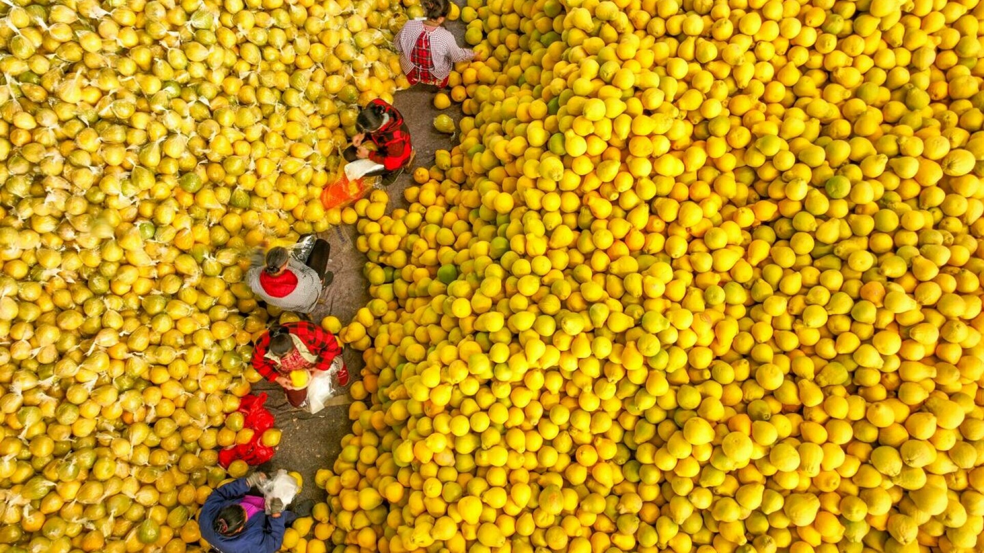 Pomelo - cum se mănâncă acest fruct și ce beneficii are pentru sănătate