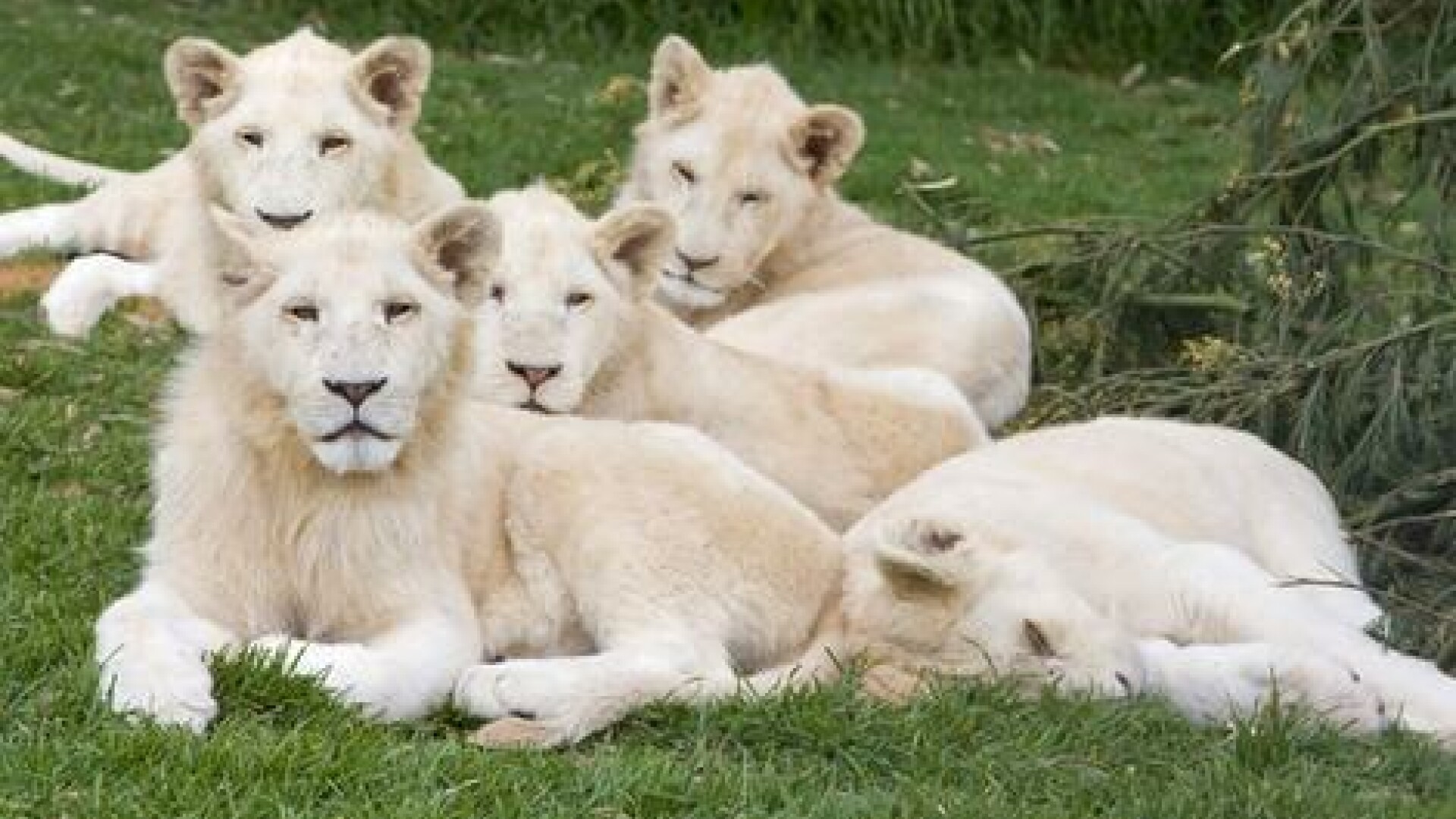 familie de lei albi