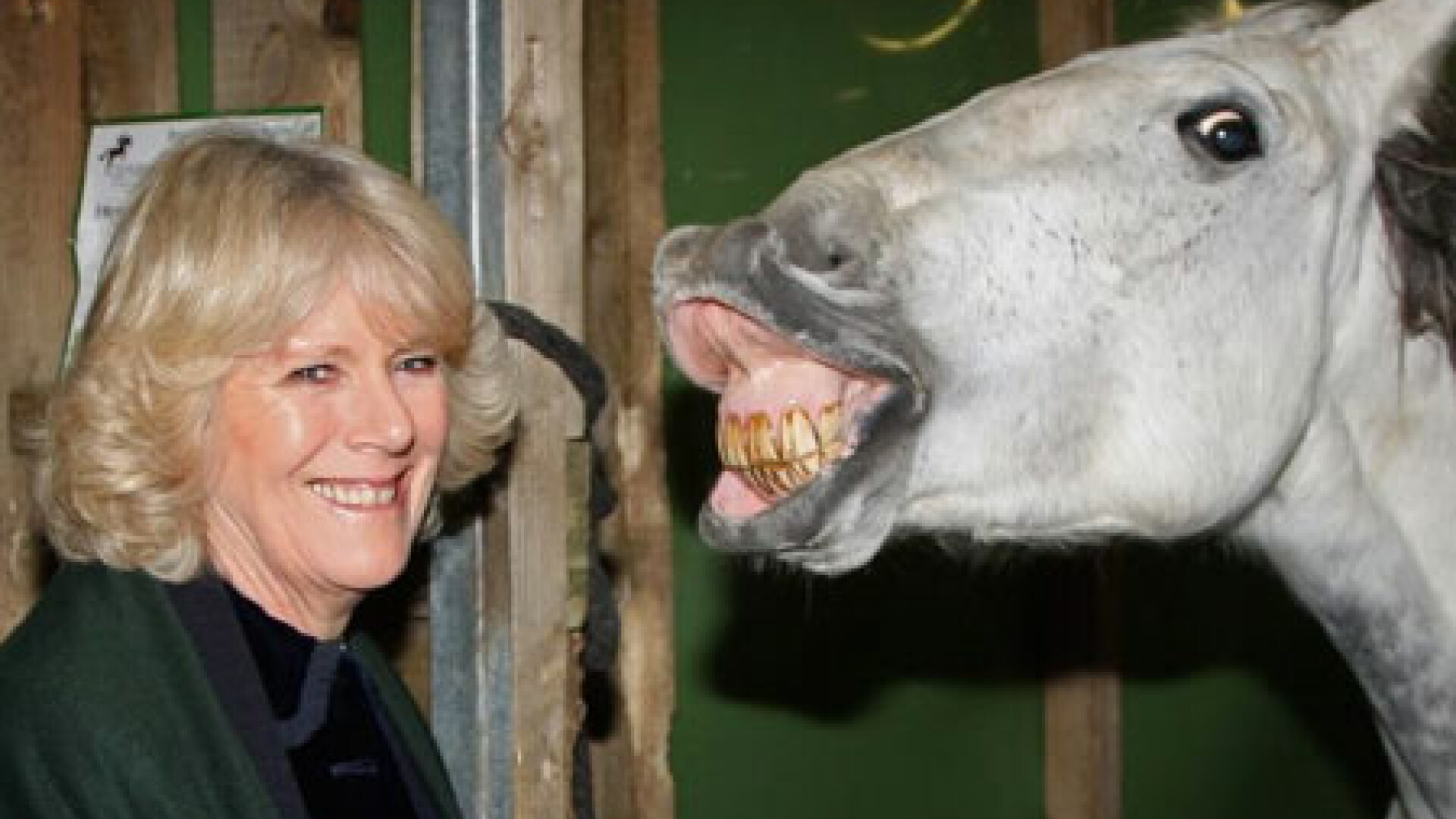 Camilla si calul fericit