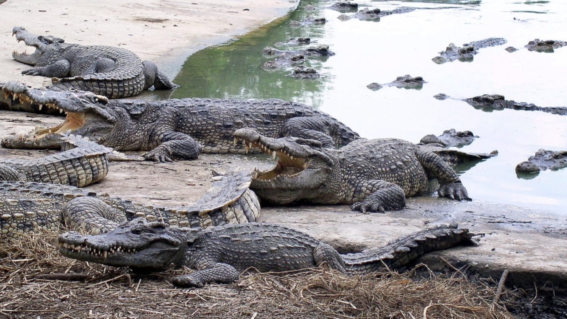 Crocodili