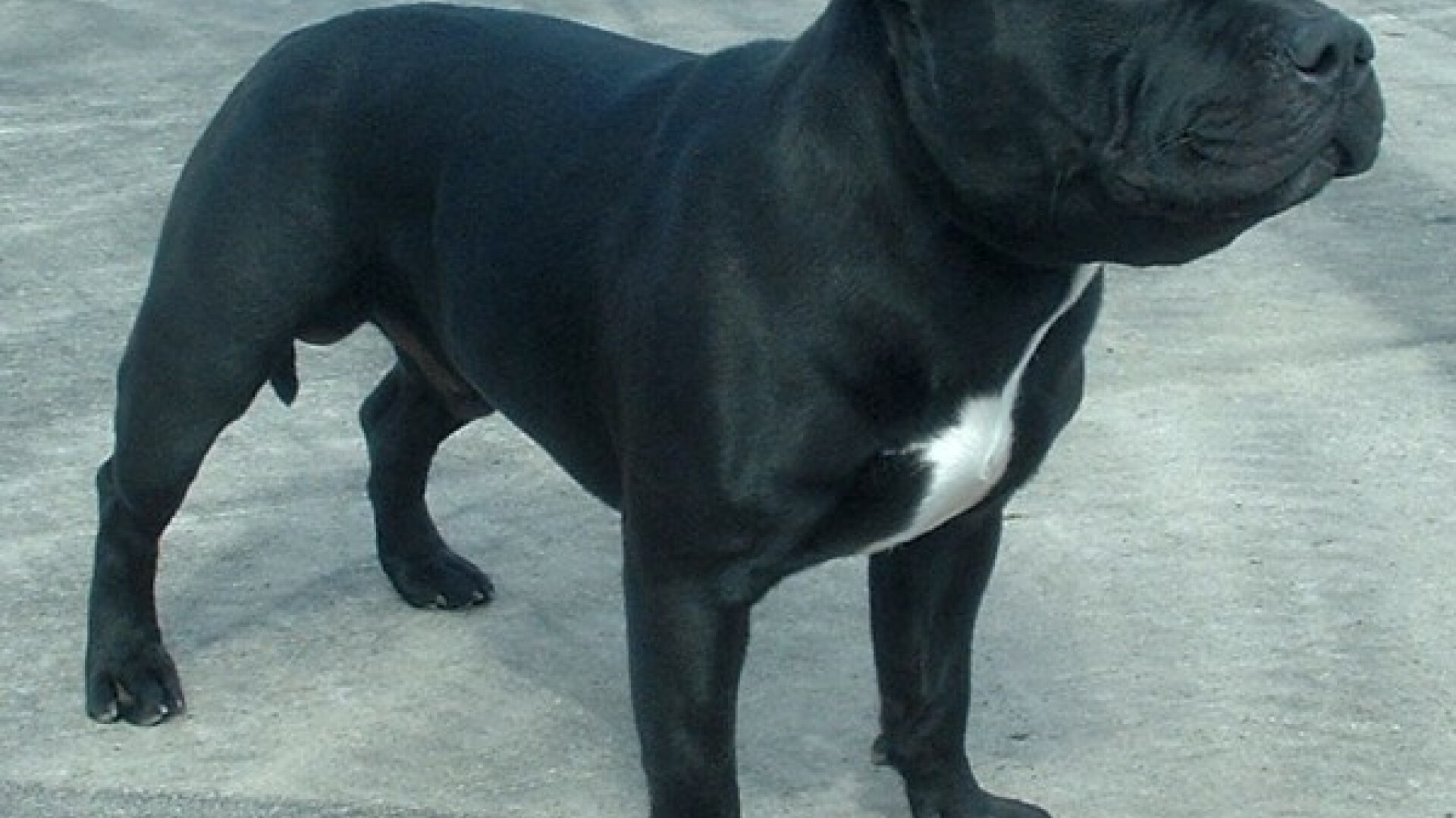 caine Staffordshire bull terrier