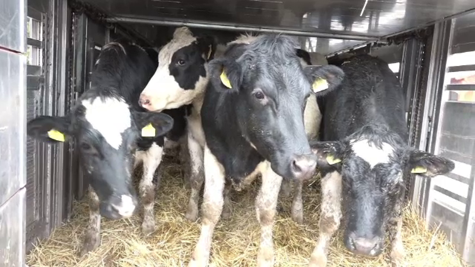 Vacă din rasa Holstein